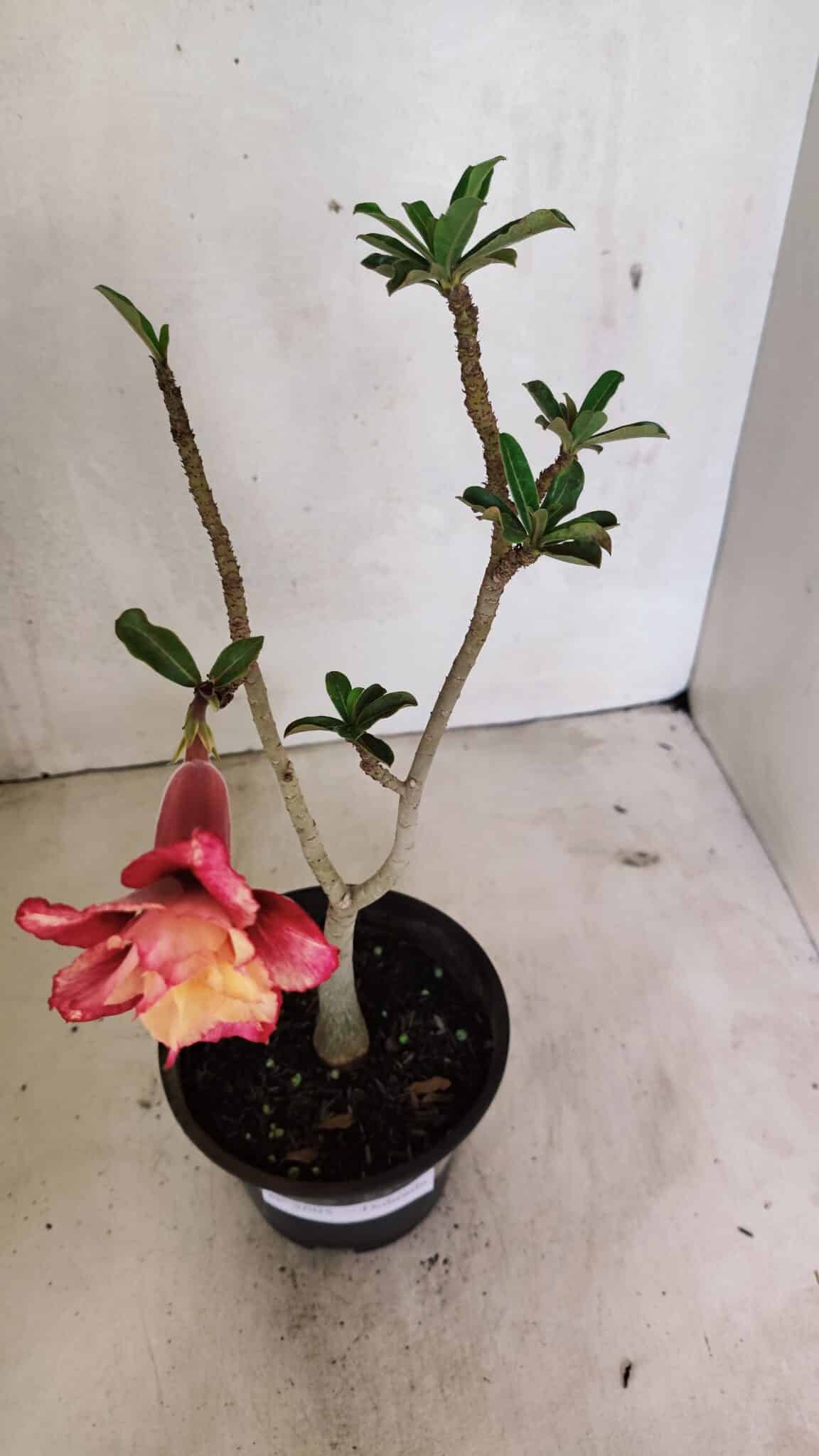 Planta Dobrada 3605 – 30cm – 02 anos - foto 4