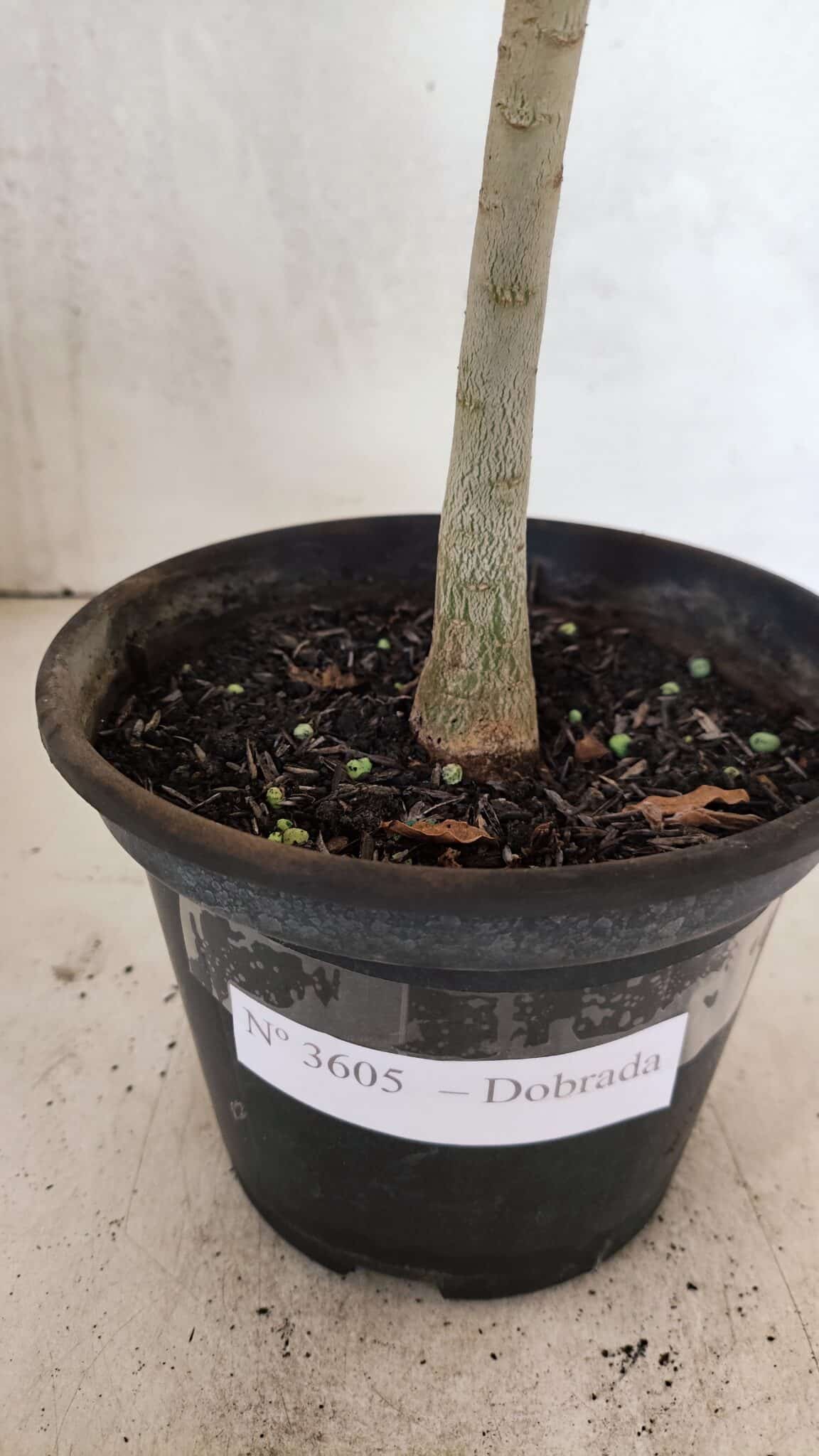 Planta Dobrada 3605 – 30cm – 02 anos - foto 7