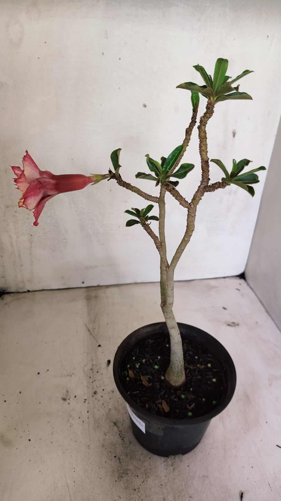 Planta Dobrada 3605 – 30cm – 02 anos - foto 6