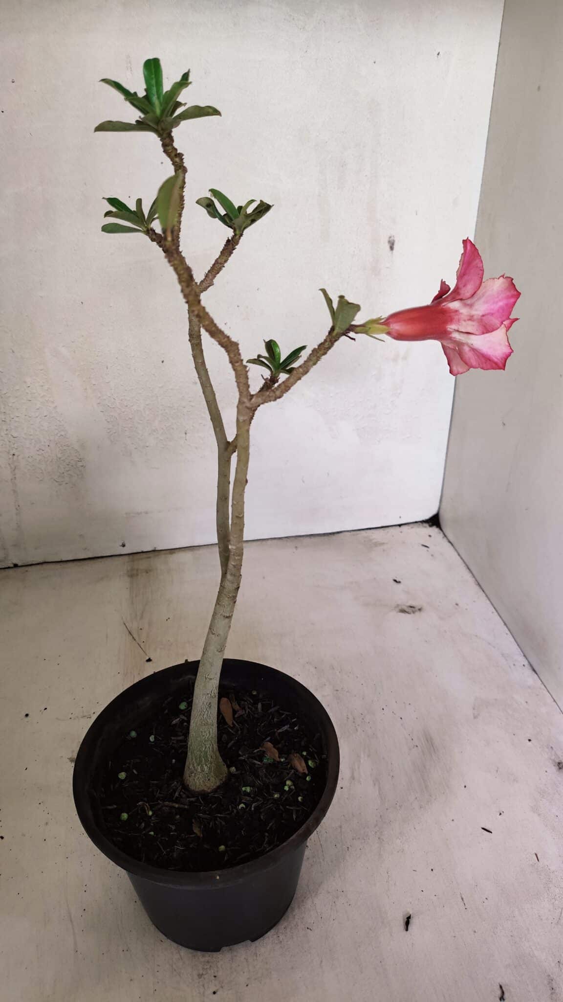 Planta Dobrada 3605 – 30cm – 02 anos - foto 5