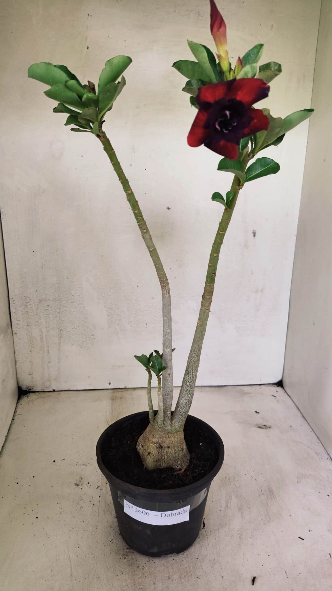 Planta Dobrada 3606 – 35cm – 03 anos - foto 2