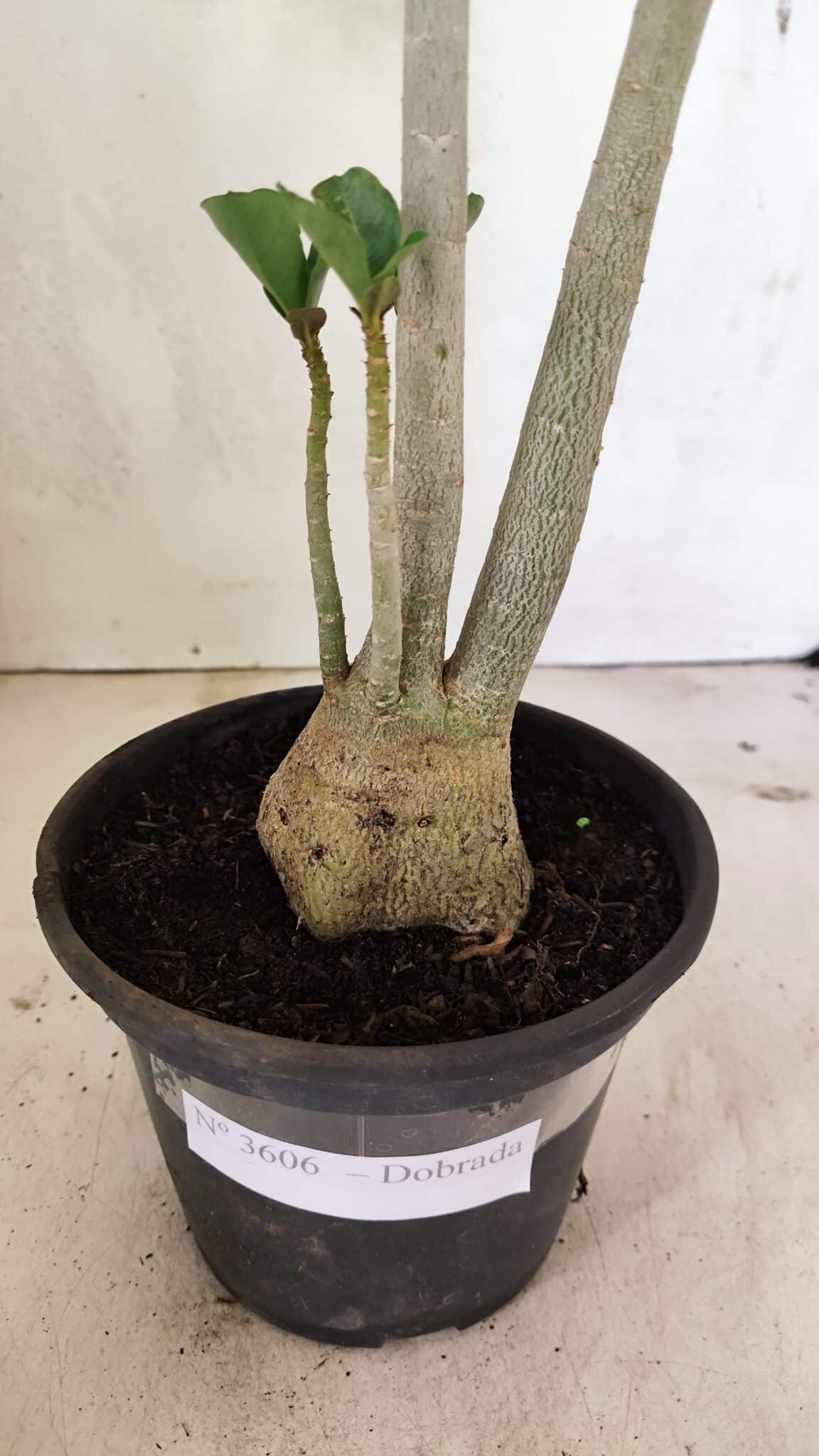 Planta Dobrada 3606 – 35cm – 03 anos - foto 7