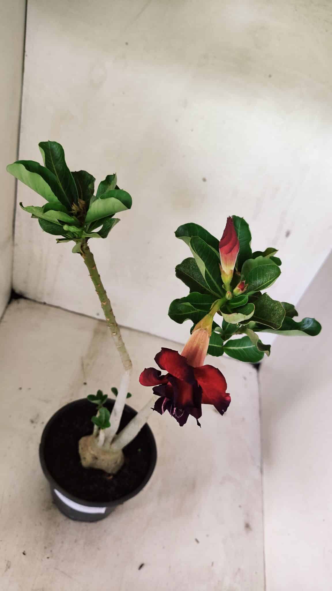 Planta Dobrada 3606 – 35cm – 03 anos - foto 4