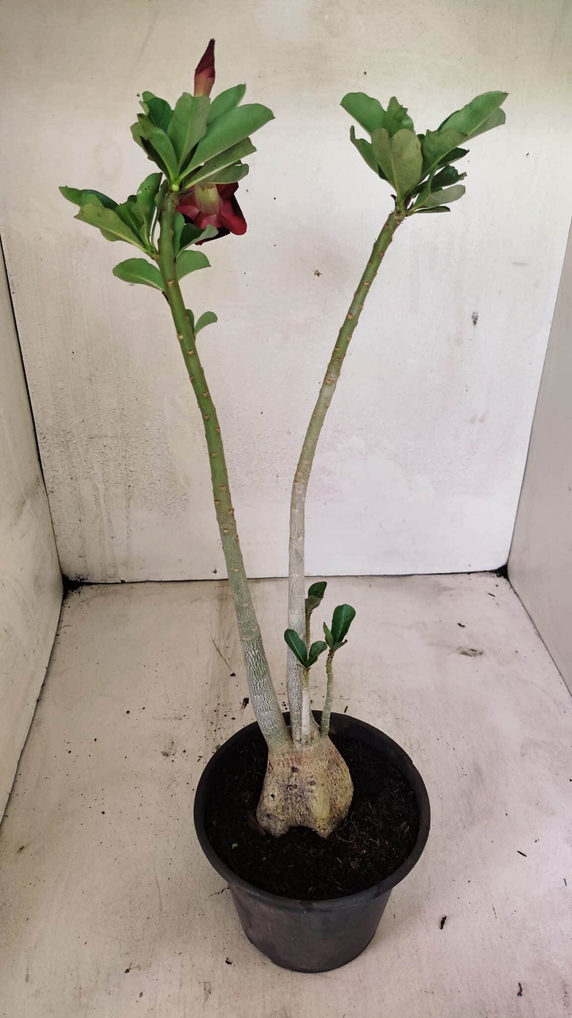 Planta Dobrada 3606 – 35cm – 03 anos - foto 6