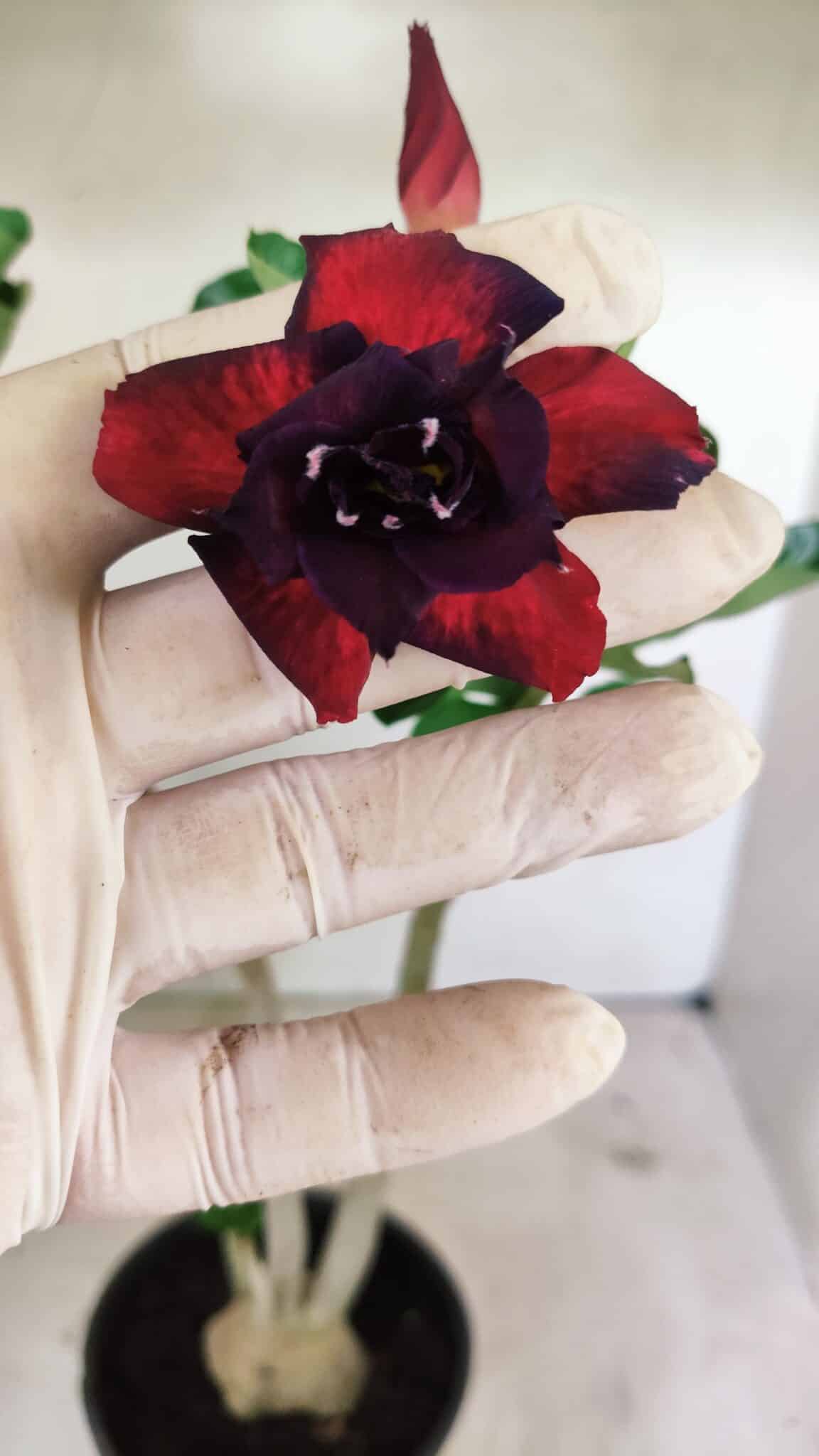Planta Dobrada 3606 – 35cm – 03 anos - foto 5