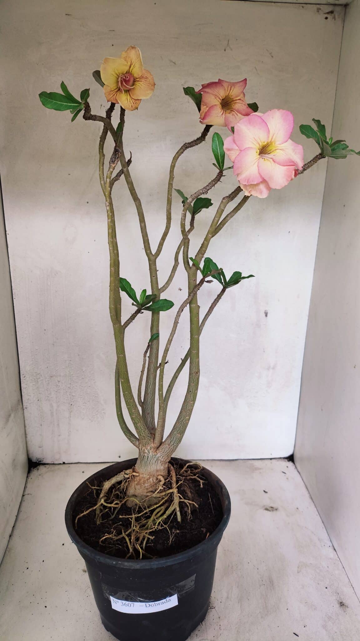 Planta Dobrada 3607 – 50cm – 04 anos - foto 2