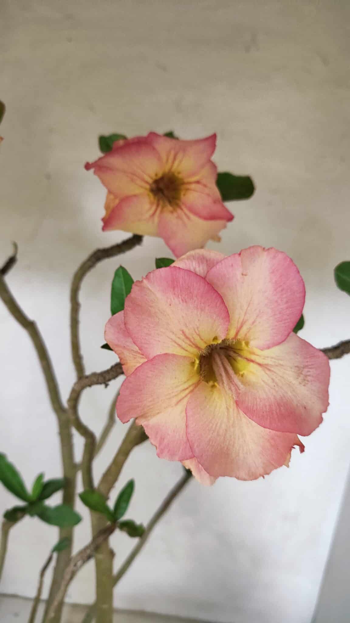 Planta Dobrada 3607 – 50cm – 04 anos - foto 4