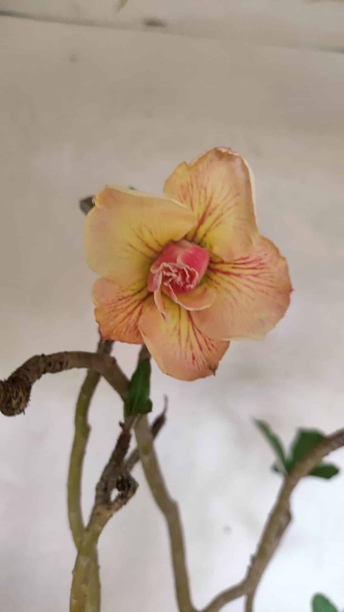 Planta Dobrada 3607 – 50cm – 04 anos - foto 3