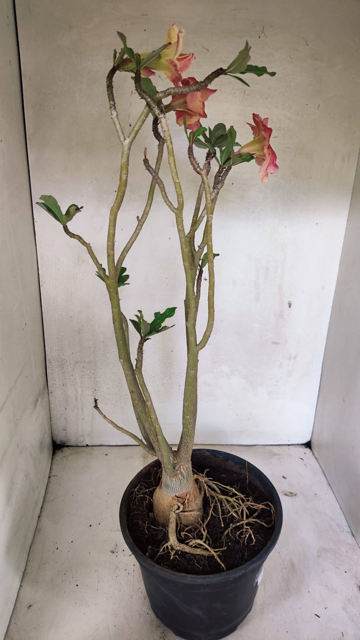 Planta Dobrada 3607 – 50cm – 04 anos - foto 7