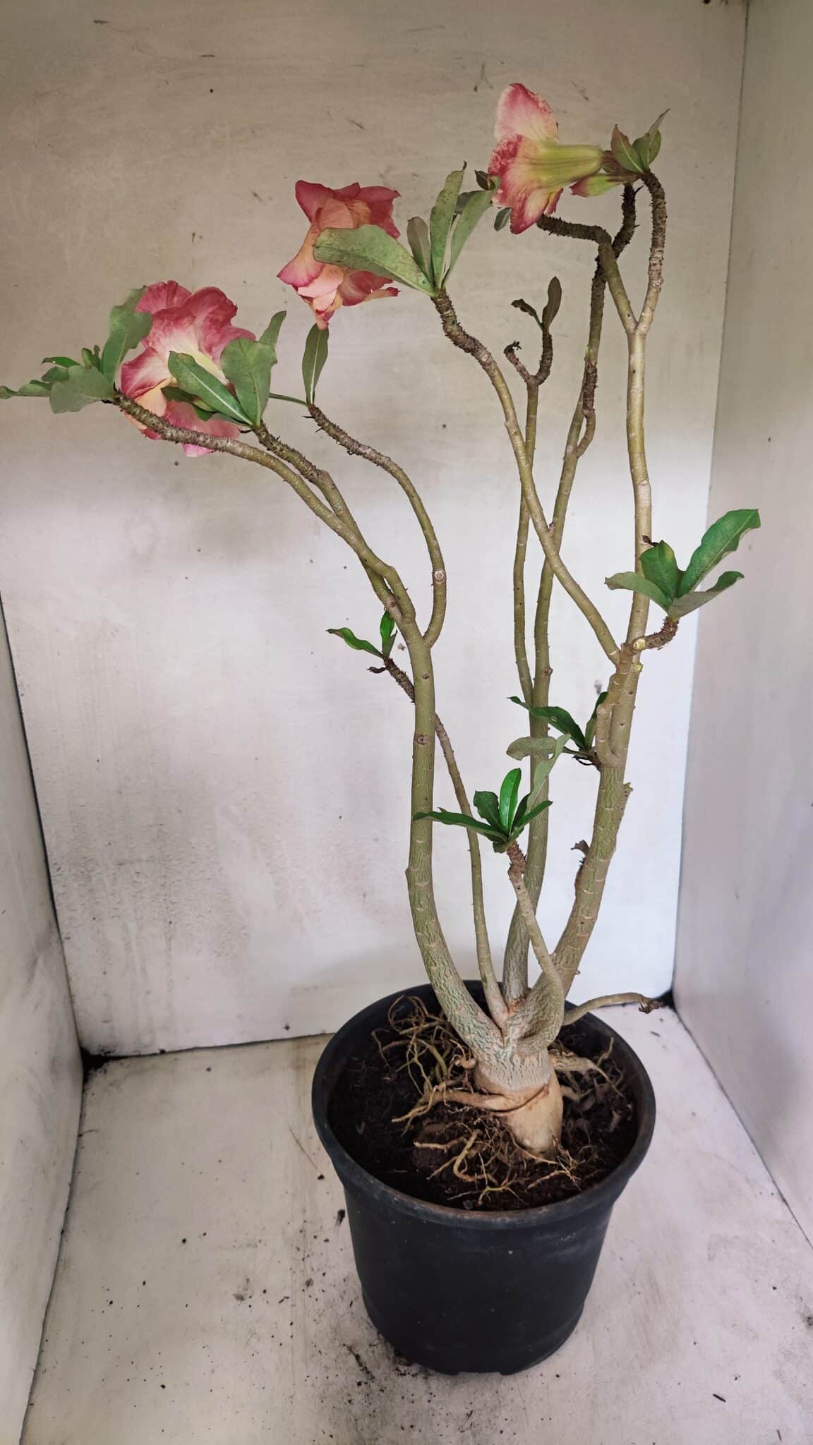 Planta Dobrada 3607 – 50cm – 04 anos - foto 6