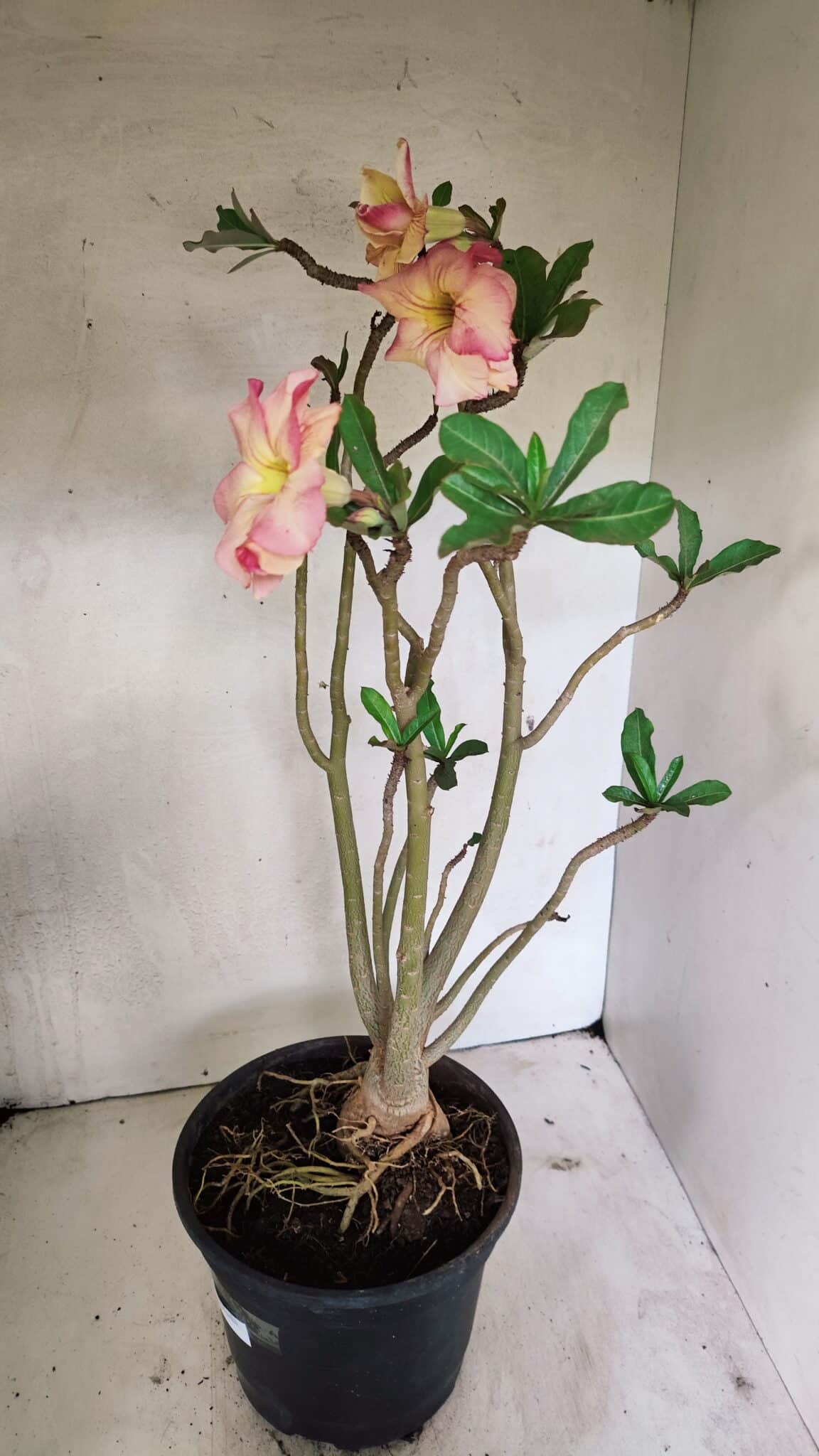 Planta Dobrada 3607 – 50cm – 04 anos - foto 5