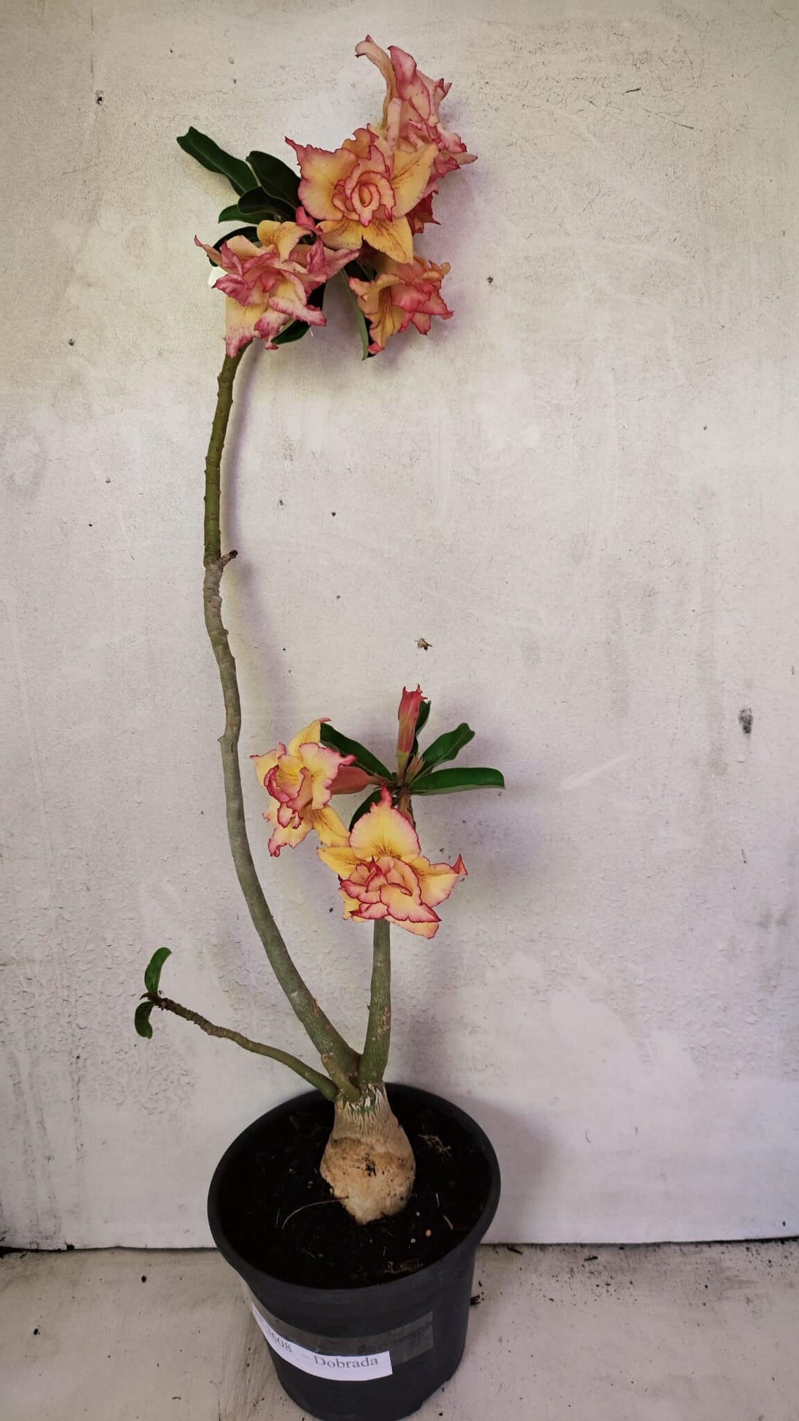Planta Dobrada 3608 – 35cm – 03 anos - foto 2