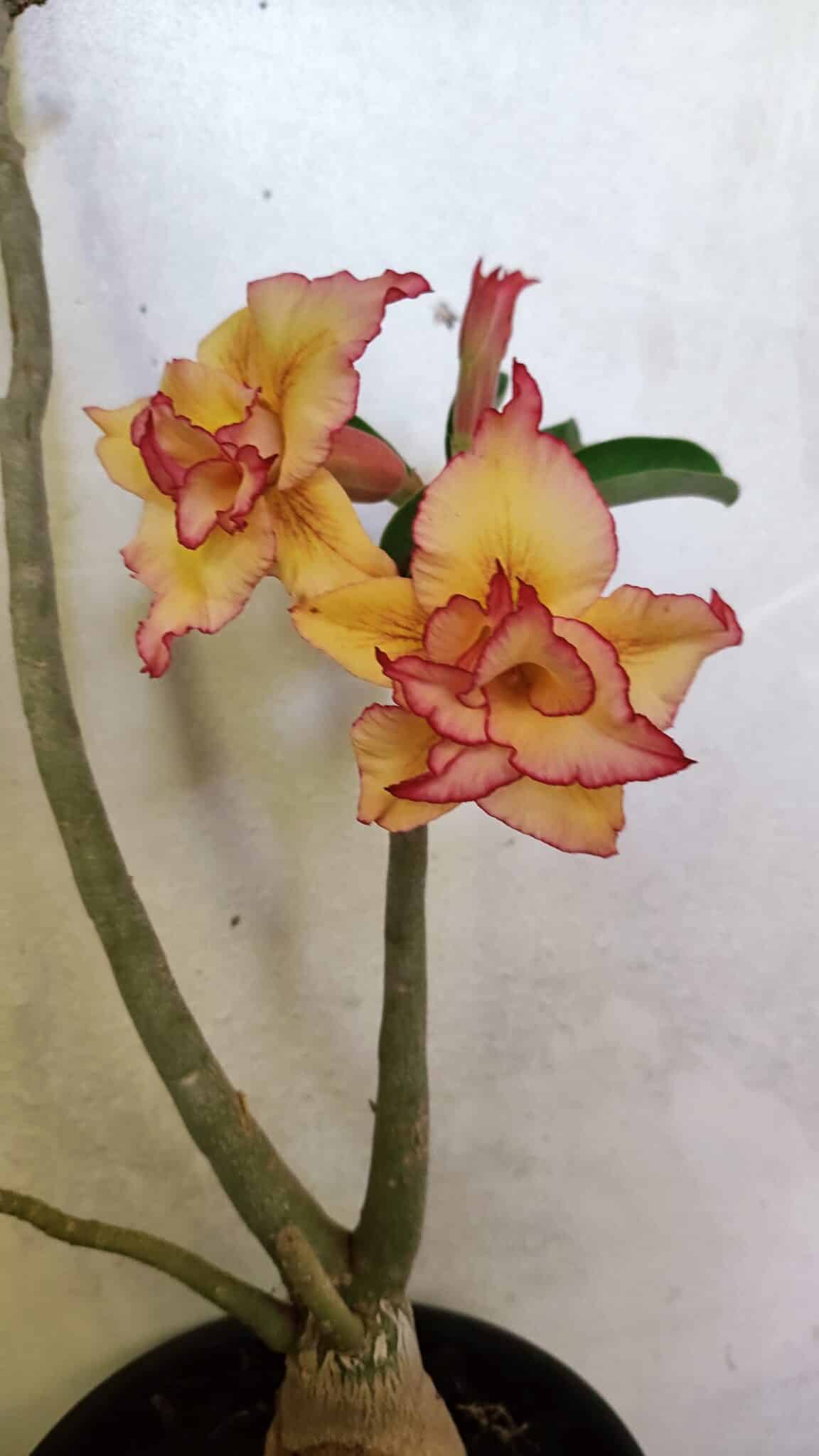 Planta Dobrada 3608 – 35cm – 03 anos - foto 3