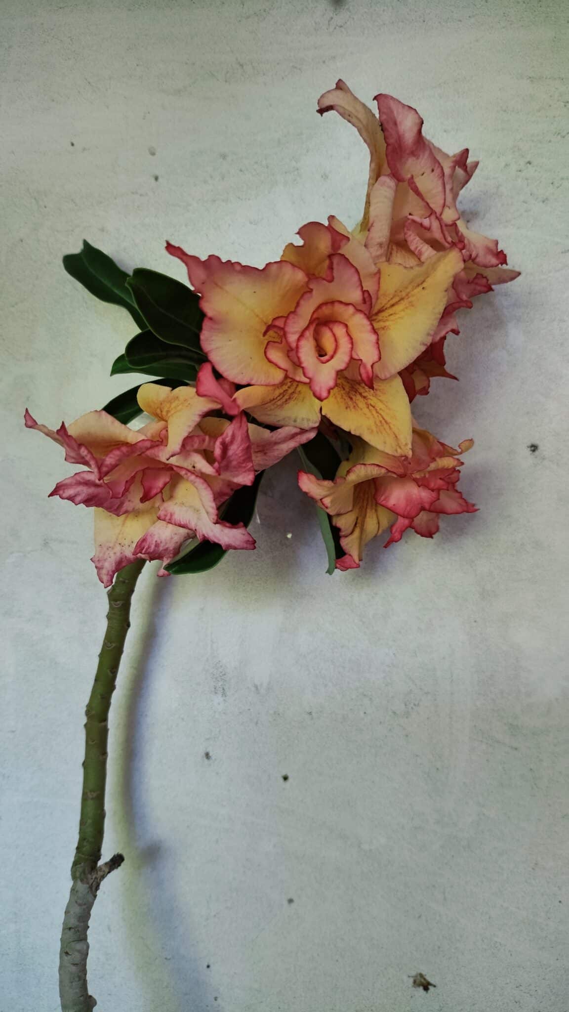 Planta Dobrada 3608 – 35cm – 03 anos - foto 4