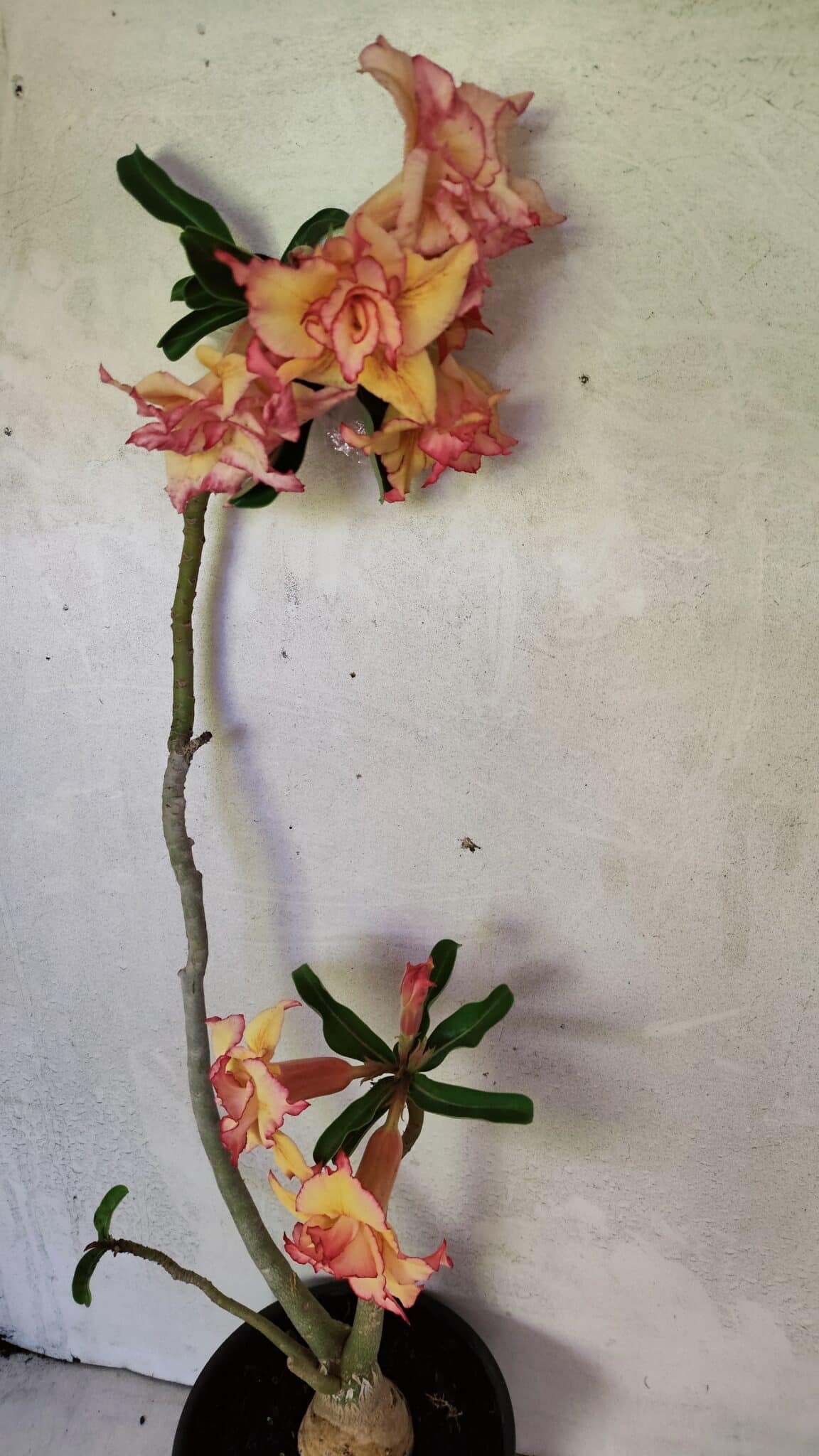 Planta Dobrada 3608 – 35cm – 03 anos - foto 6