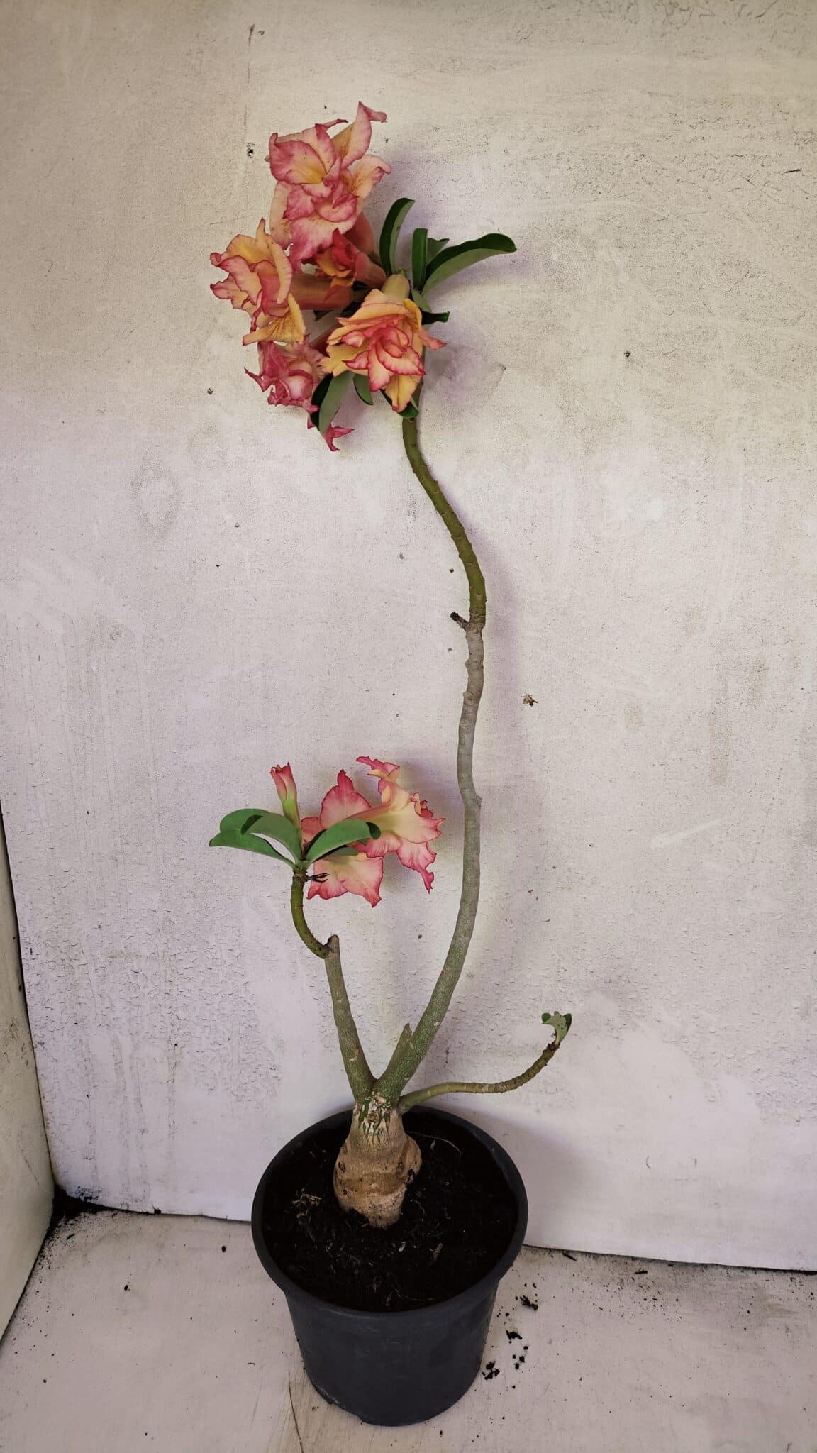 Planta Dobrada 3608 – 35cm – 03 anos - foto 5