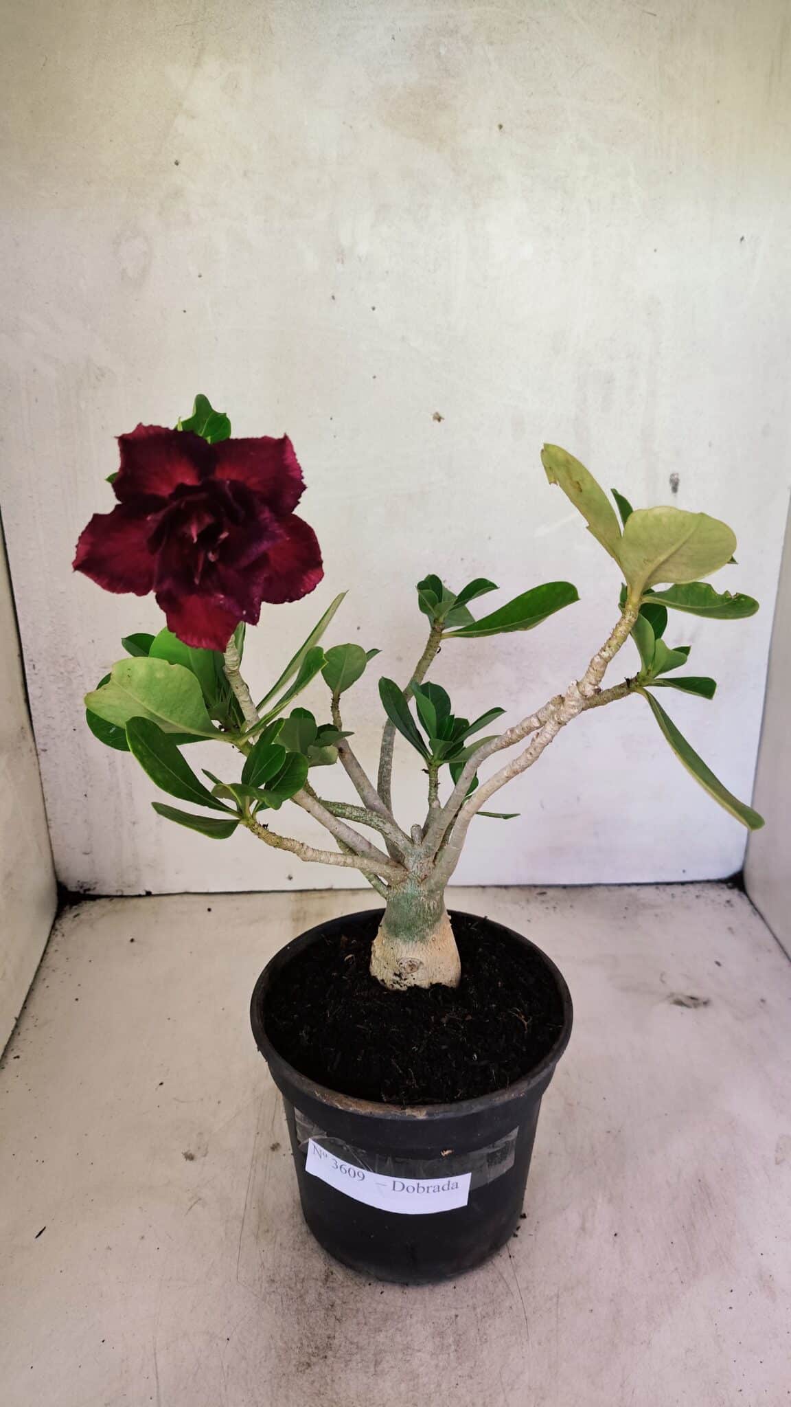 Planta Dobrada 3609 – 30cm – 02 anos - foto 2