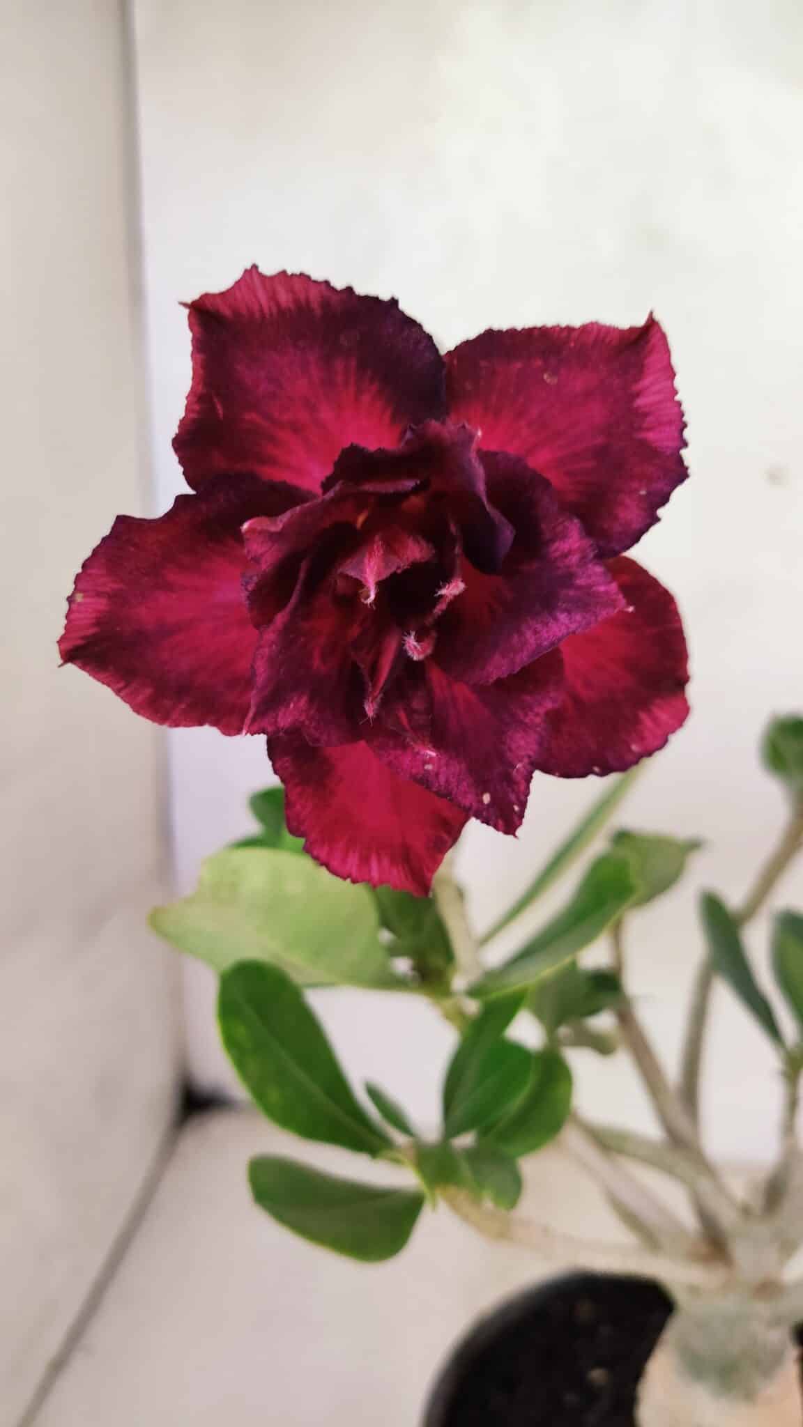 Planta Dobrada 3609 – 30cm – 02 anos - foto 3