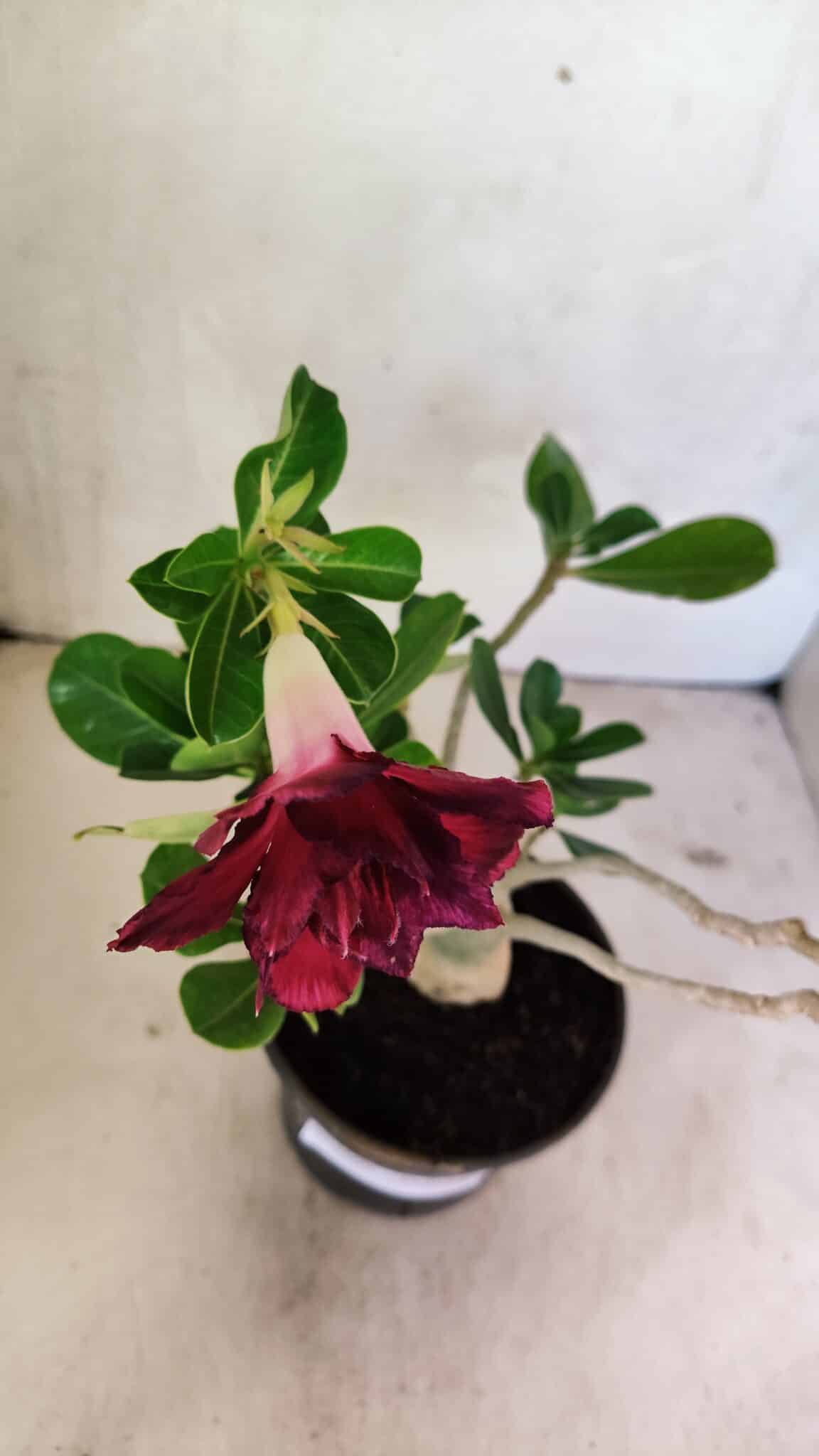 Planta Dobrada 3609 – 30cm – 02 anos - foto 4