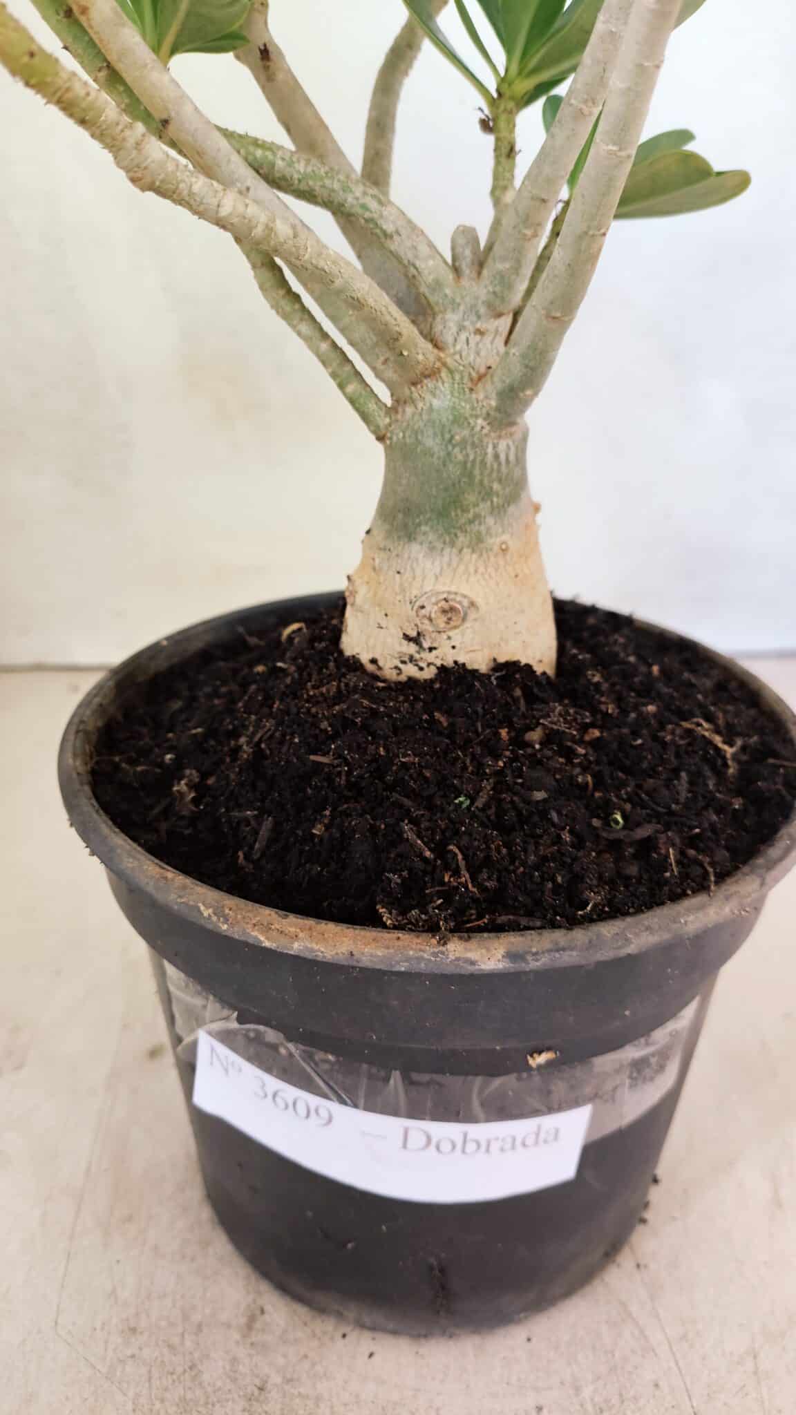 Planta Dobrada 3609 – 30cm – 02 anos - foto 7