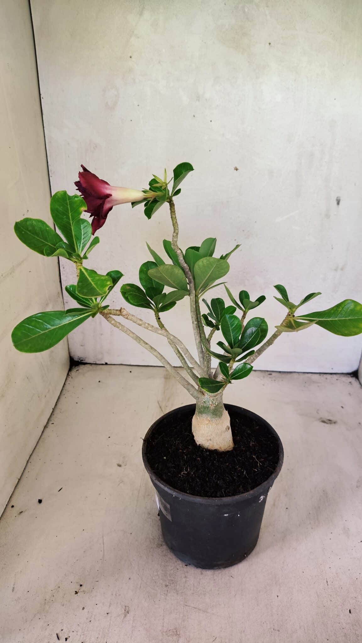 Planta Dobrada 3609 – 30cm – 02 anos - foto 6