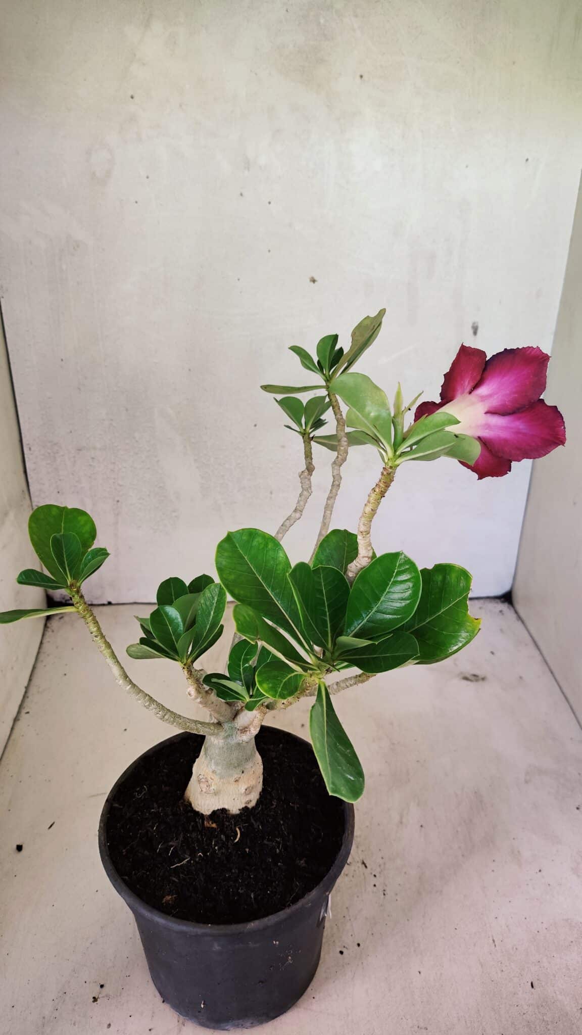 Planta Dobrada 3609 – 30cm – 02 anos - foto 5