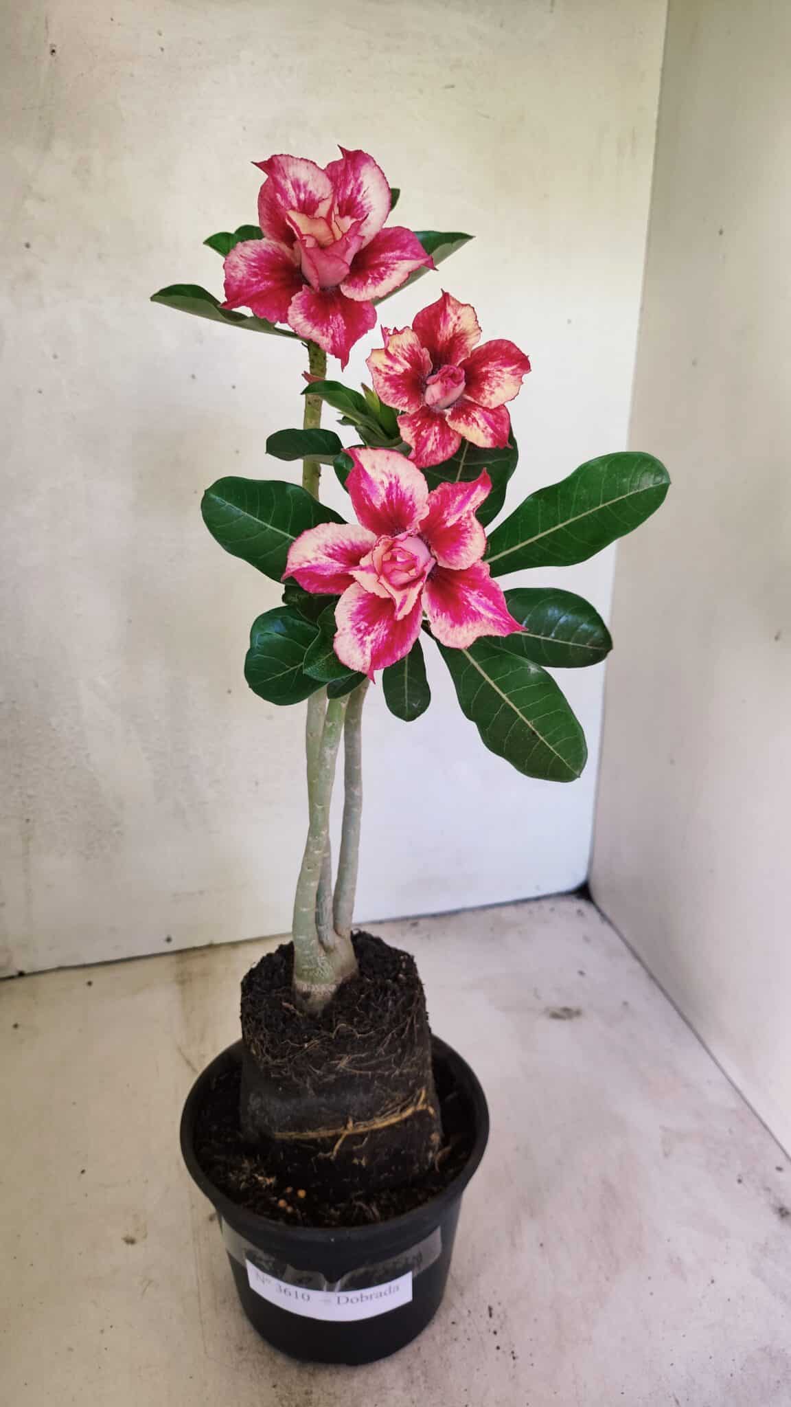 Planta Dobrada 3610 – 35cm – 03 anos - foto 2