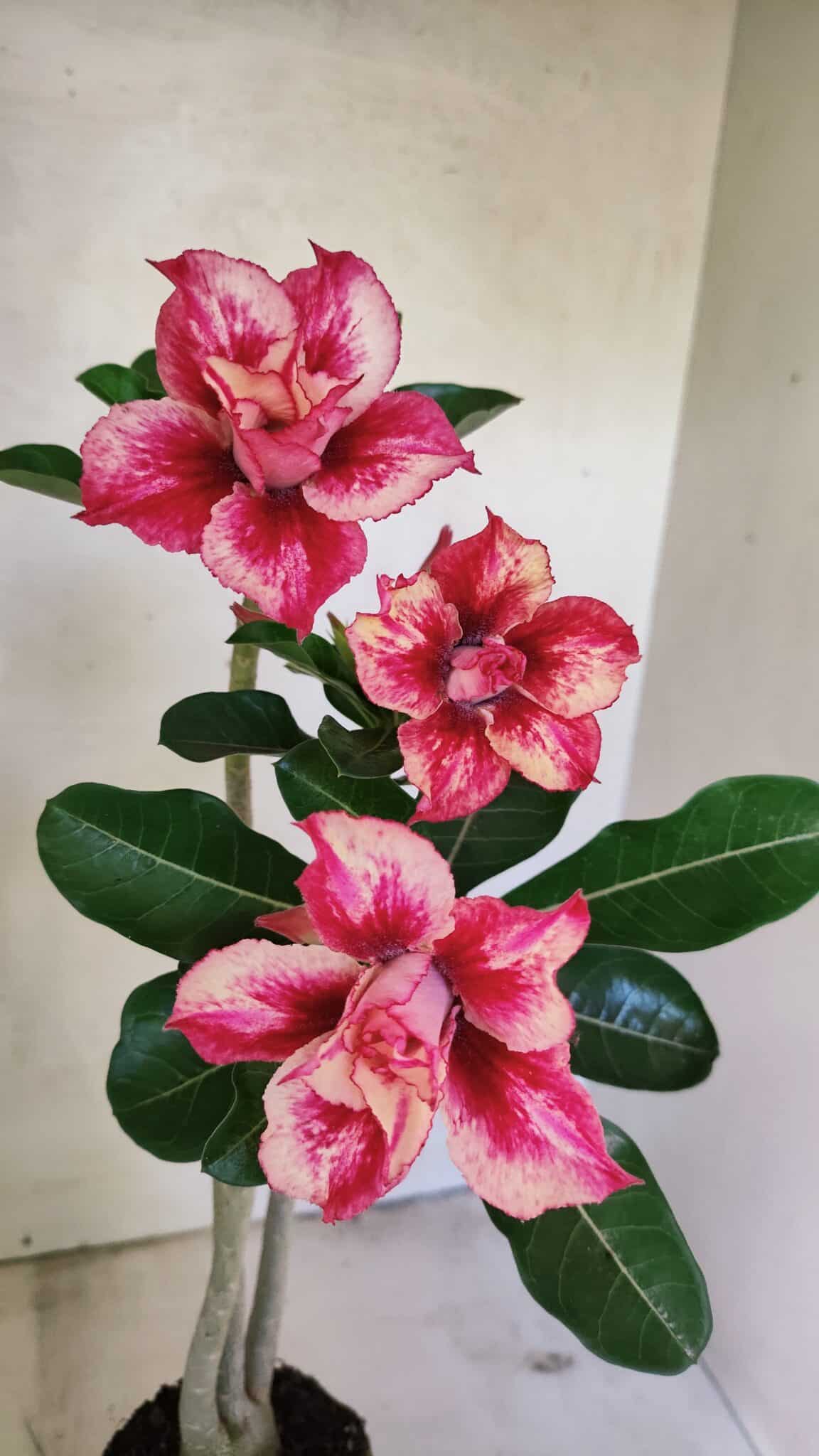 Planta Dobrada 3610 – 35cm – 03 anos - foto 3