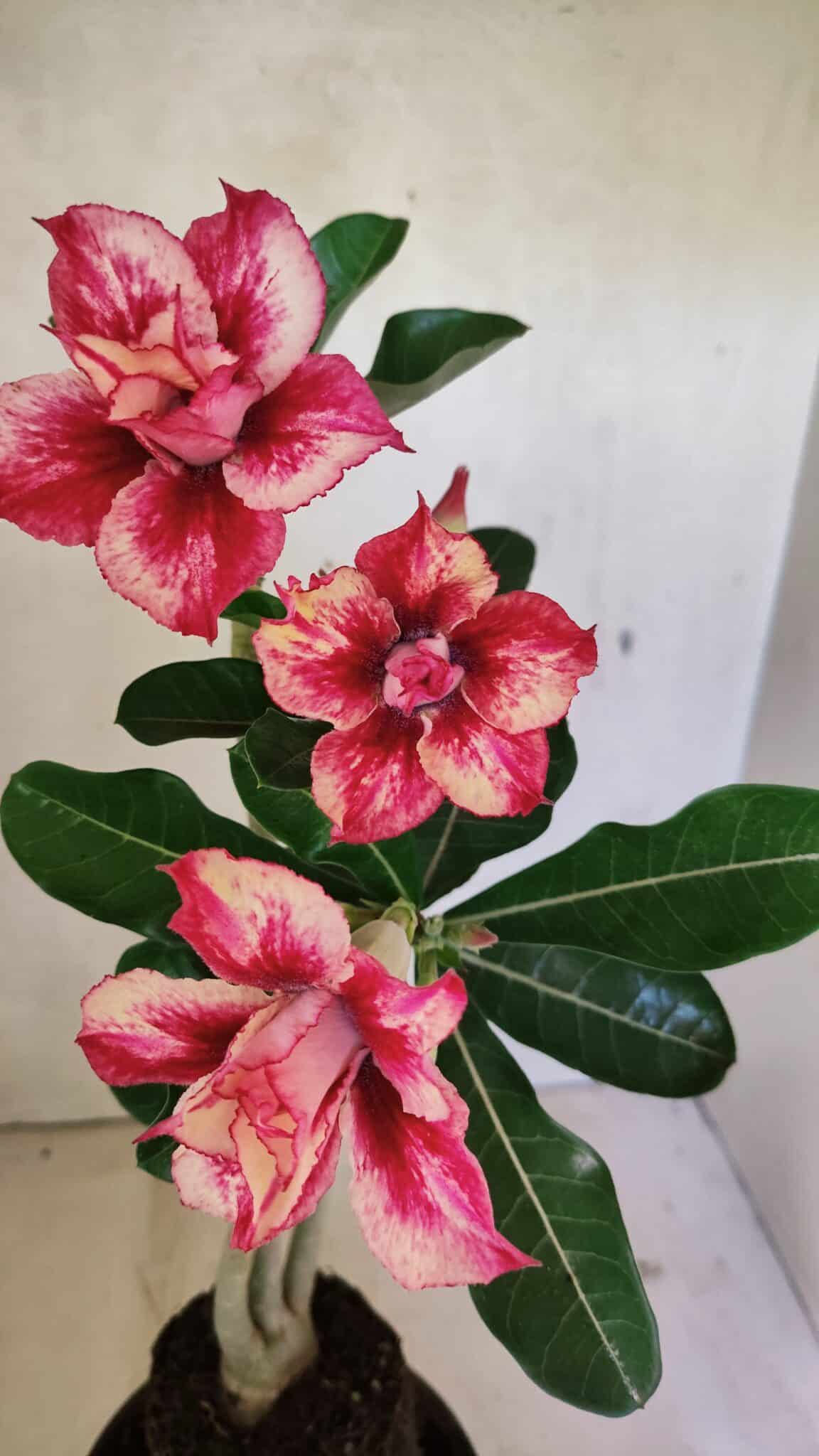Planta Dobrada 3610 – 35cm – 03 anos - foto 4