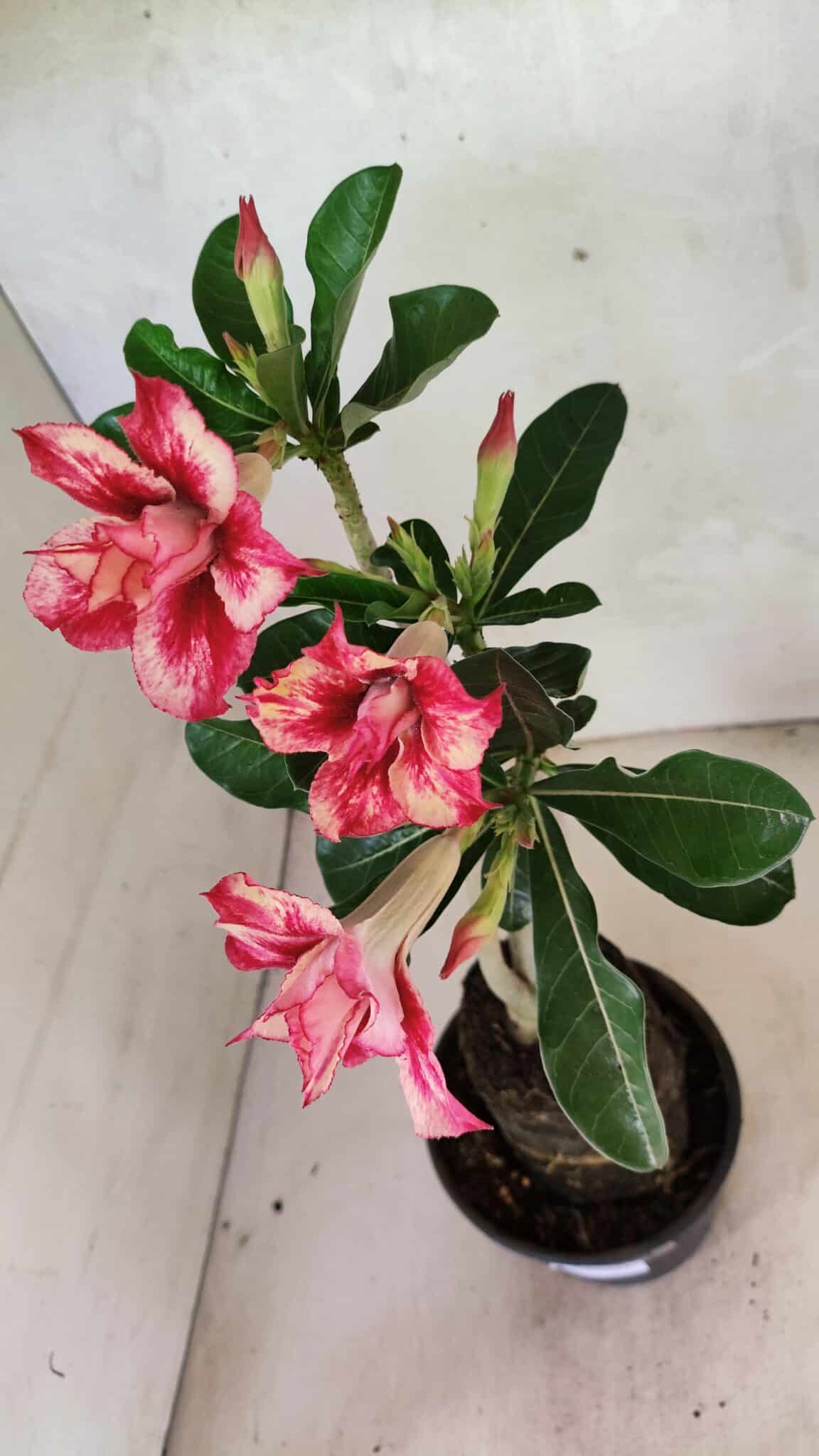 Planta Dobrada 3610 – 35cm – 03 anos - foto 8