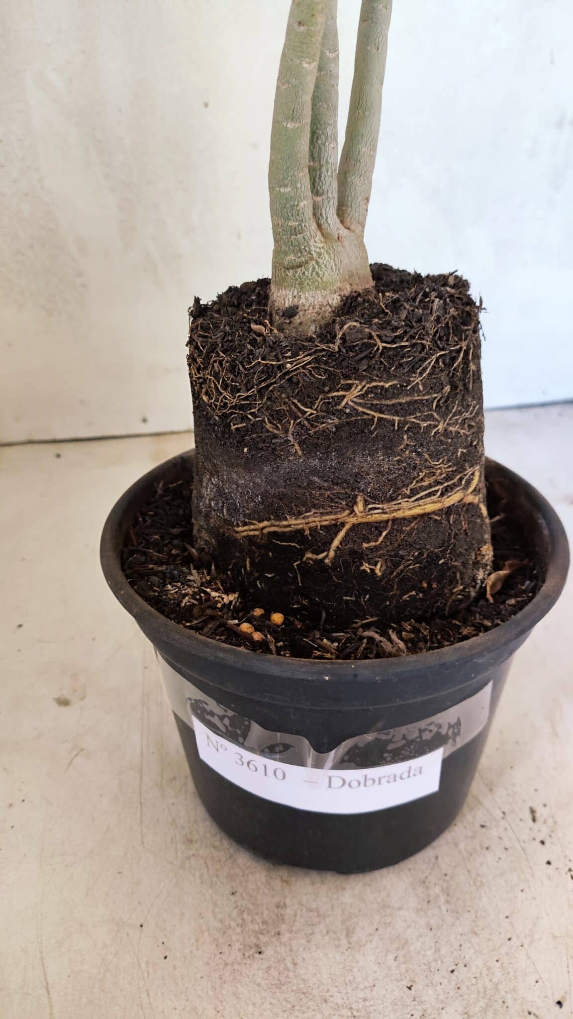 Planta Dobrada 3610 – 35cm – 03 anos - foto 7