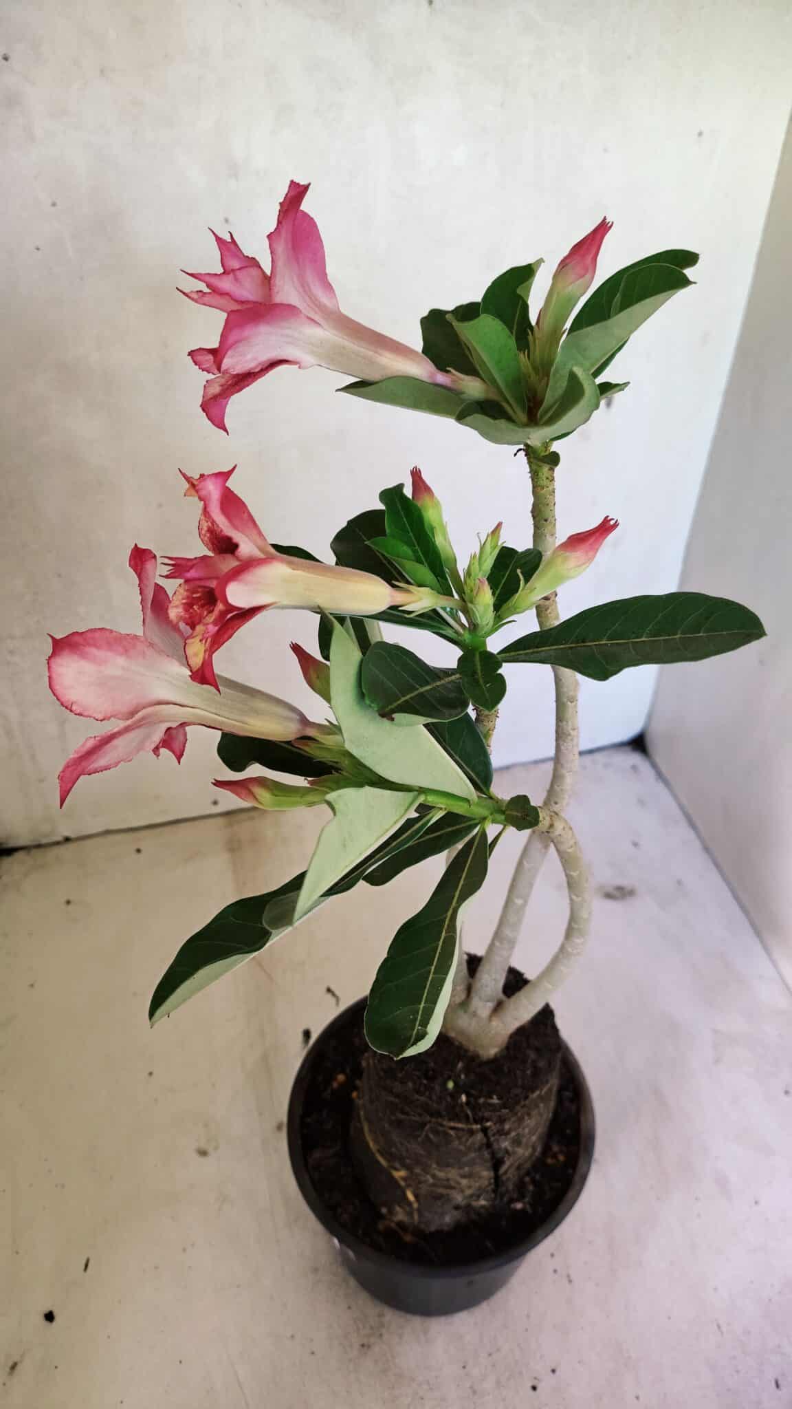 Planta Dobrada 3610 – 35cm – 03 anos - foto 6
