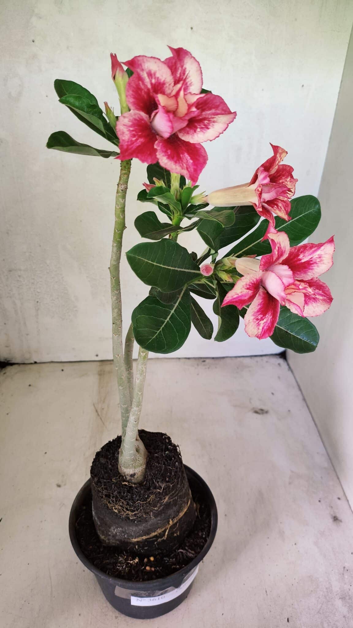 Planta Dobrada 3610 – 35cm – 03 anos - foto 5