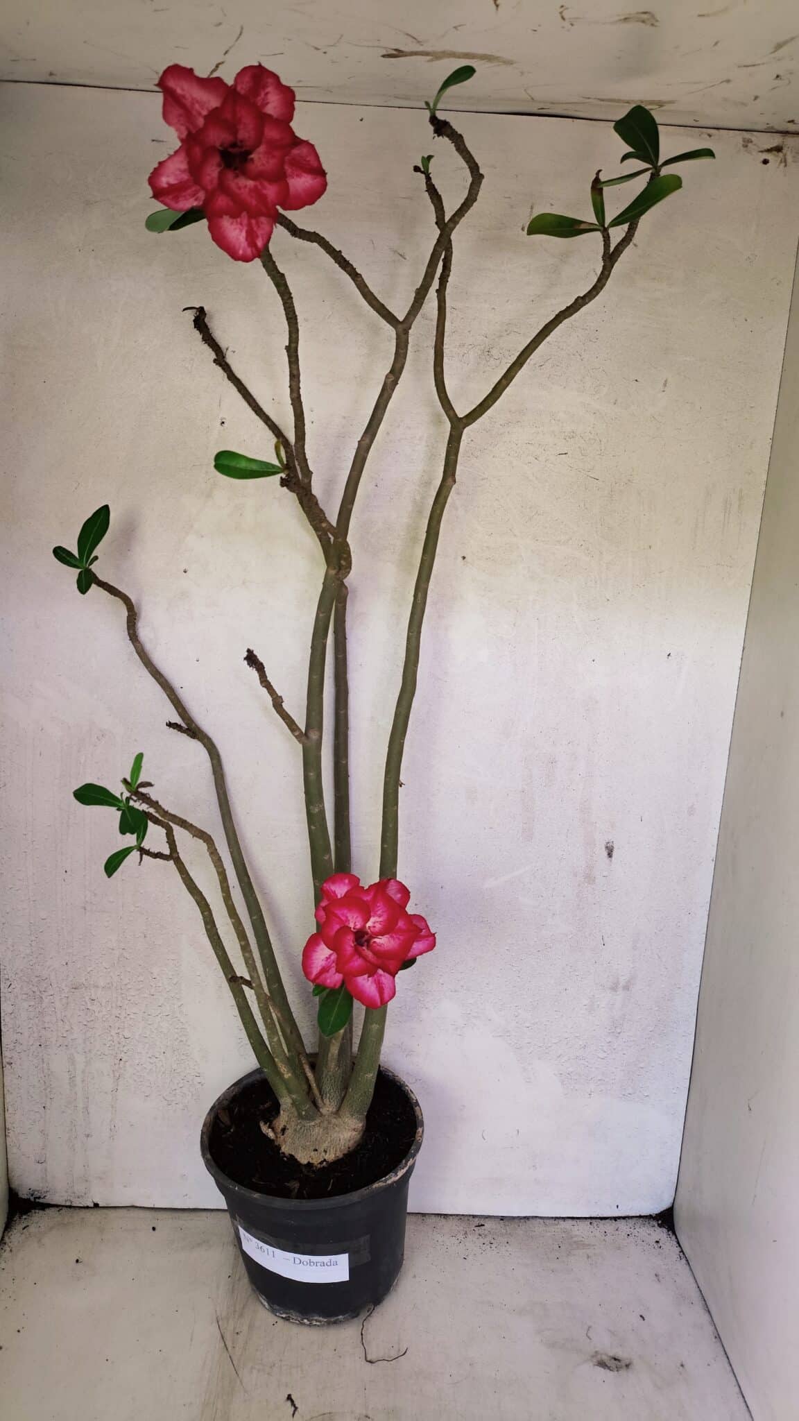 Planta Dobrada 3611 – 45cm – 03 anos - foto 2