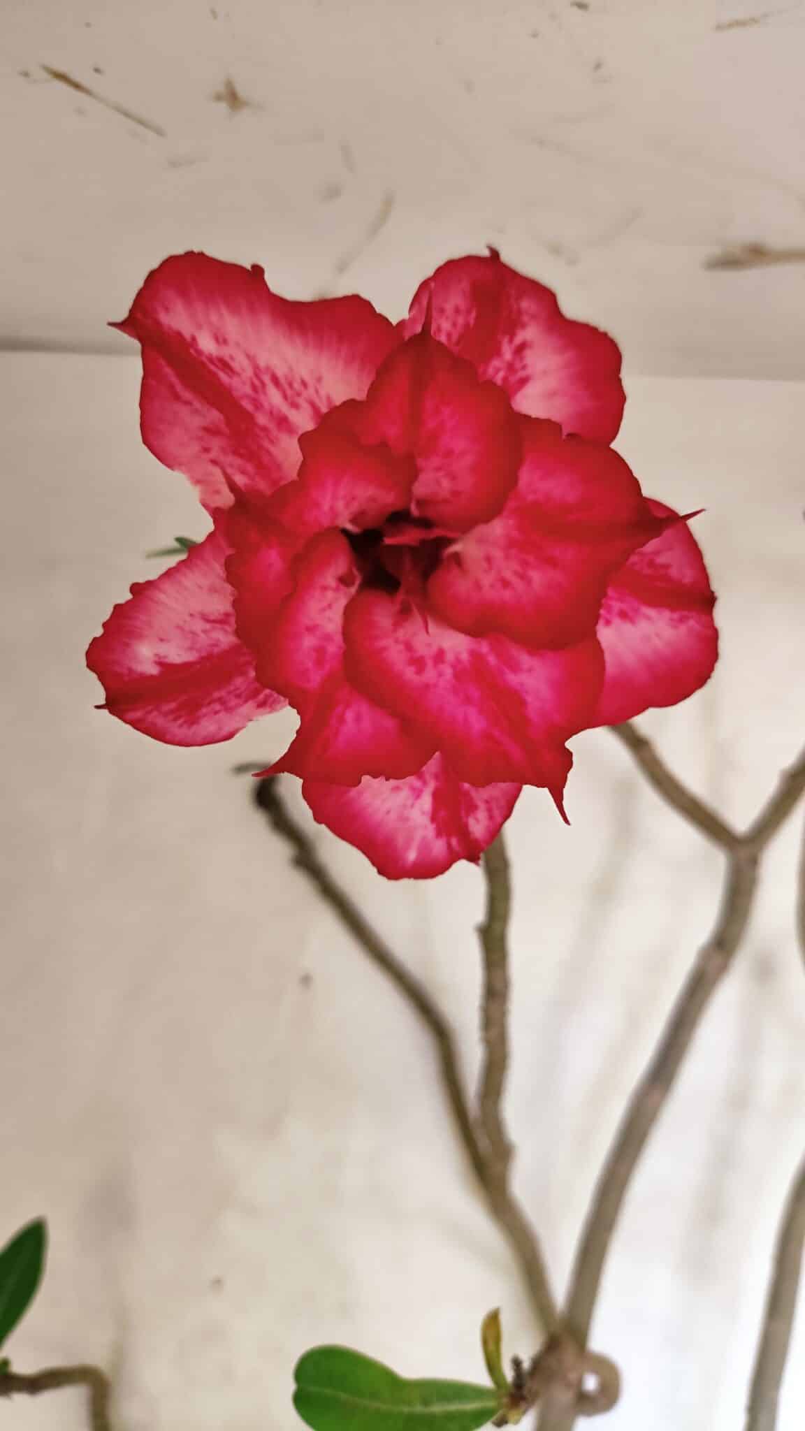 Planta Dobrada 3611 – 45cm – 03 anos - foto 4