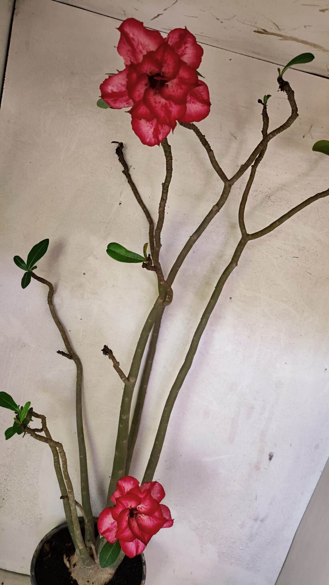 Planta Dobrada 3611 – 45cm – 03 anos - foto 9