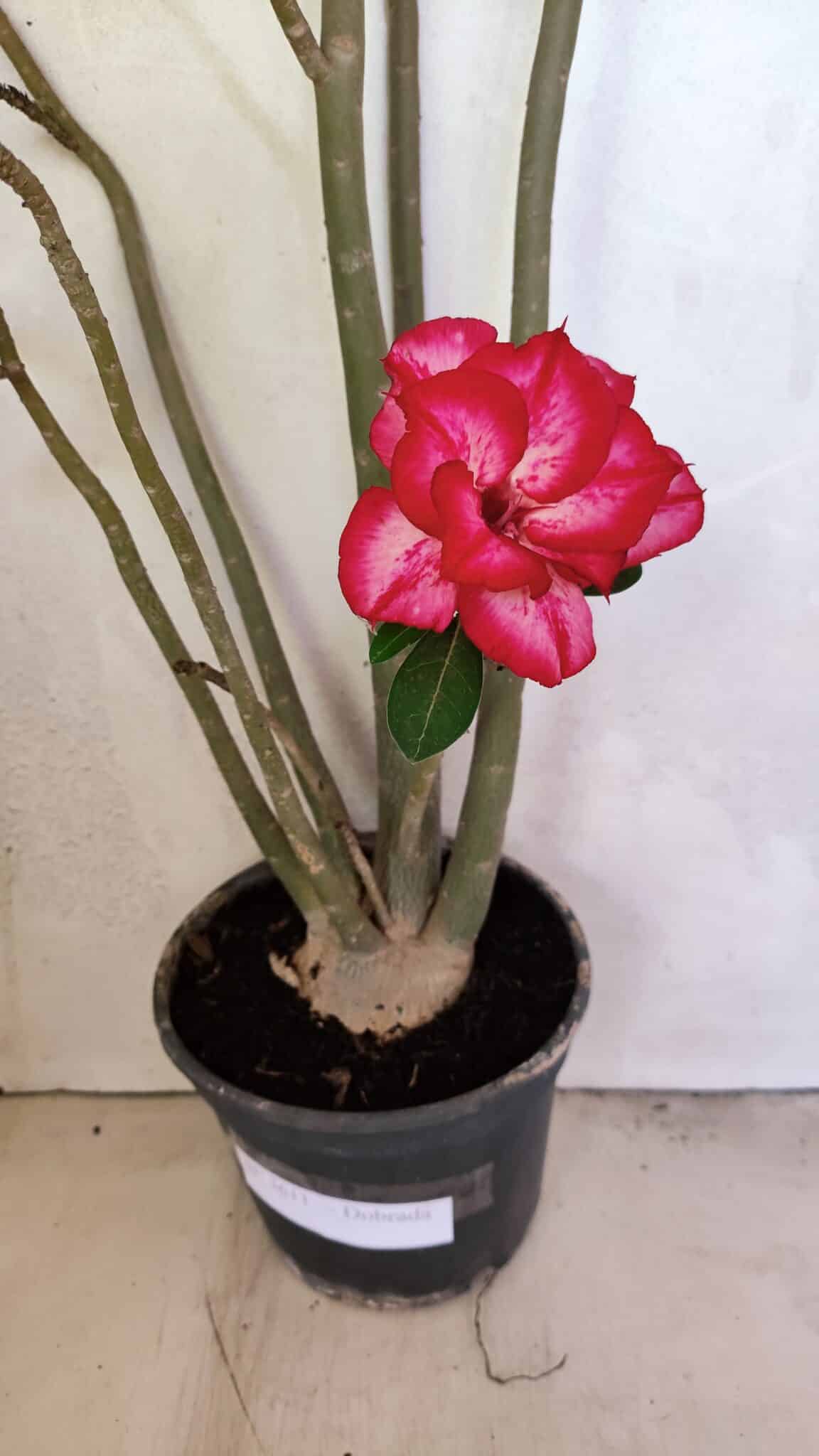 Planta Dobrada 3611 – 45cm – 03 anos - foto 3