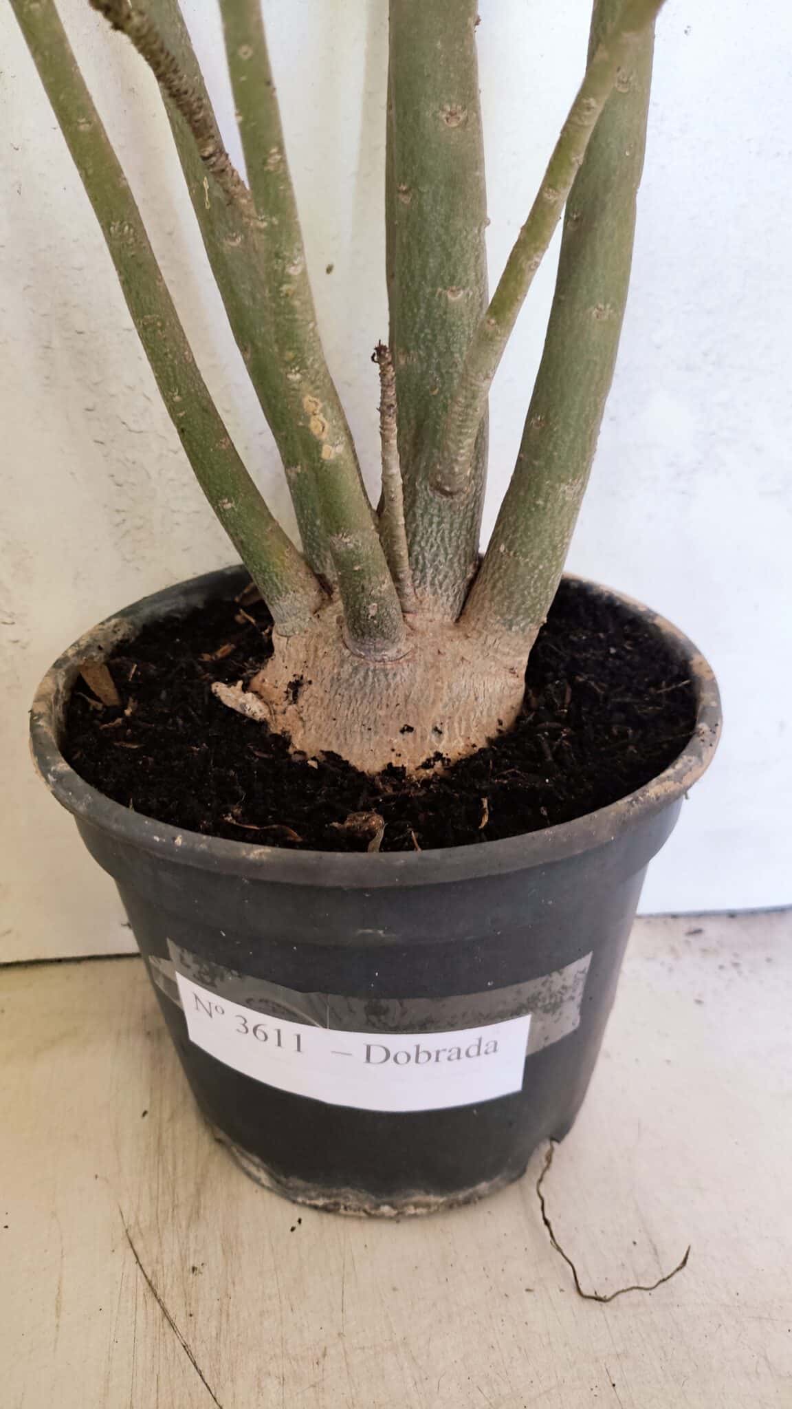 Planta Dobrada 3611 – 45cm – 03 anos - foto 8