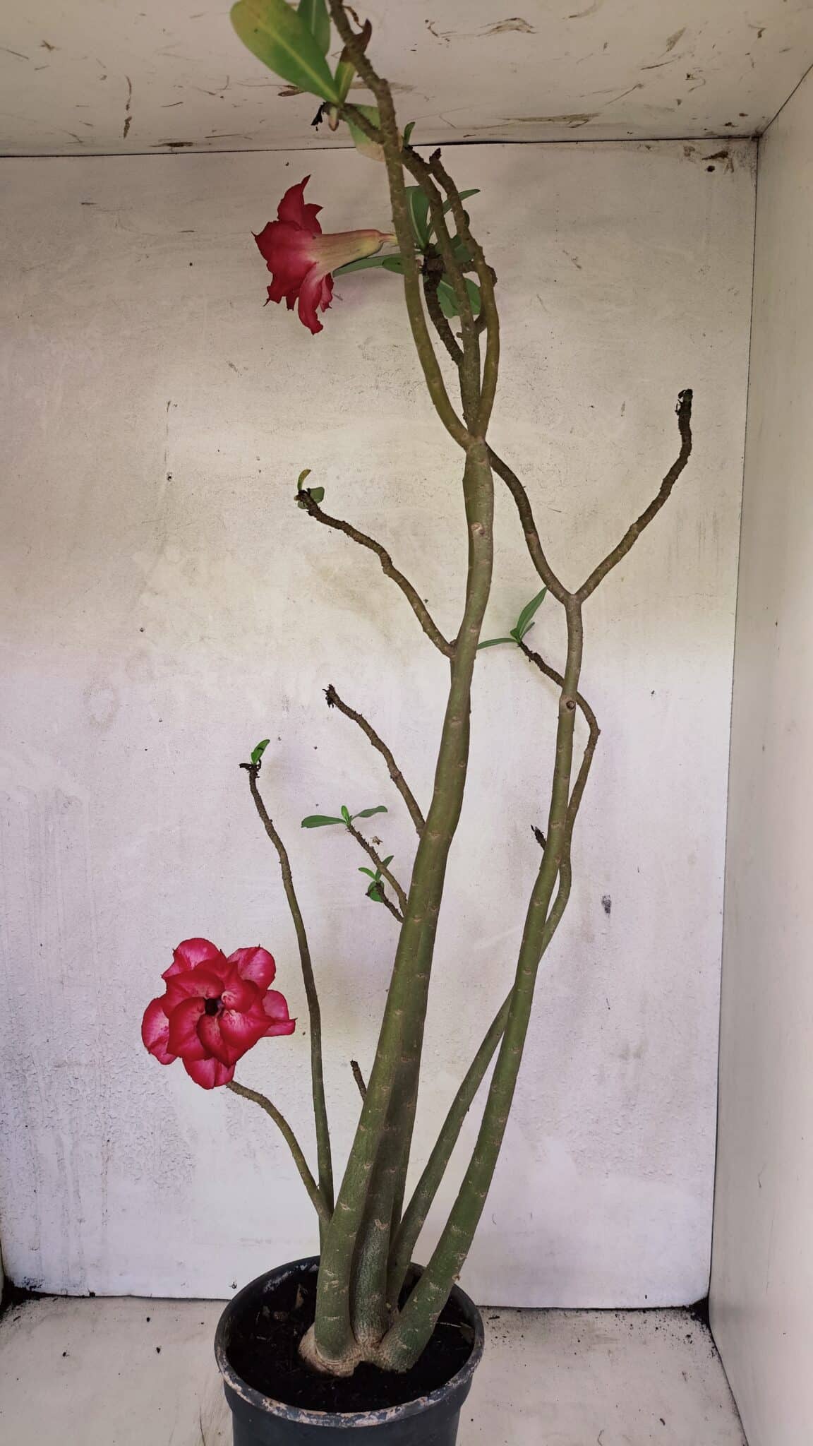 Planta Dobrada 3611 – 45cm – 03 anos - foto 7