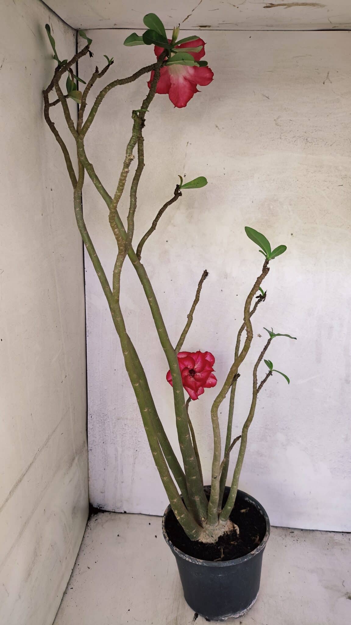 Planta Dobrada 3611 – 45cm – 03 anos - foto 6