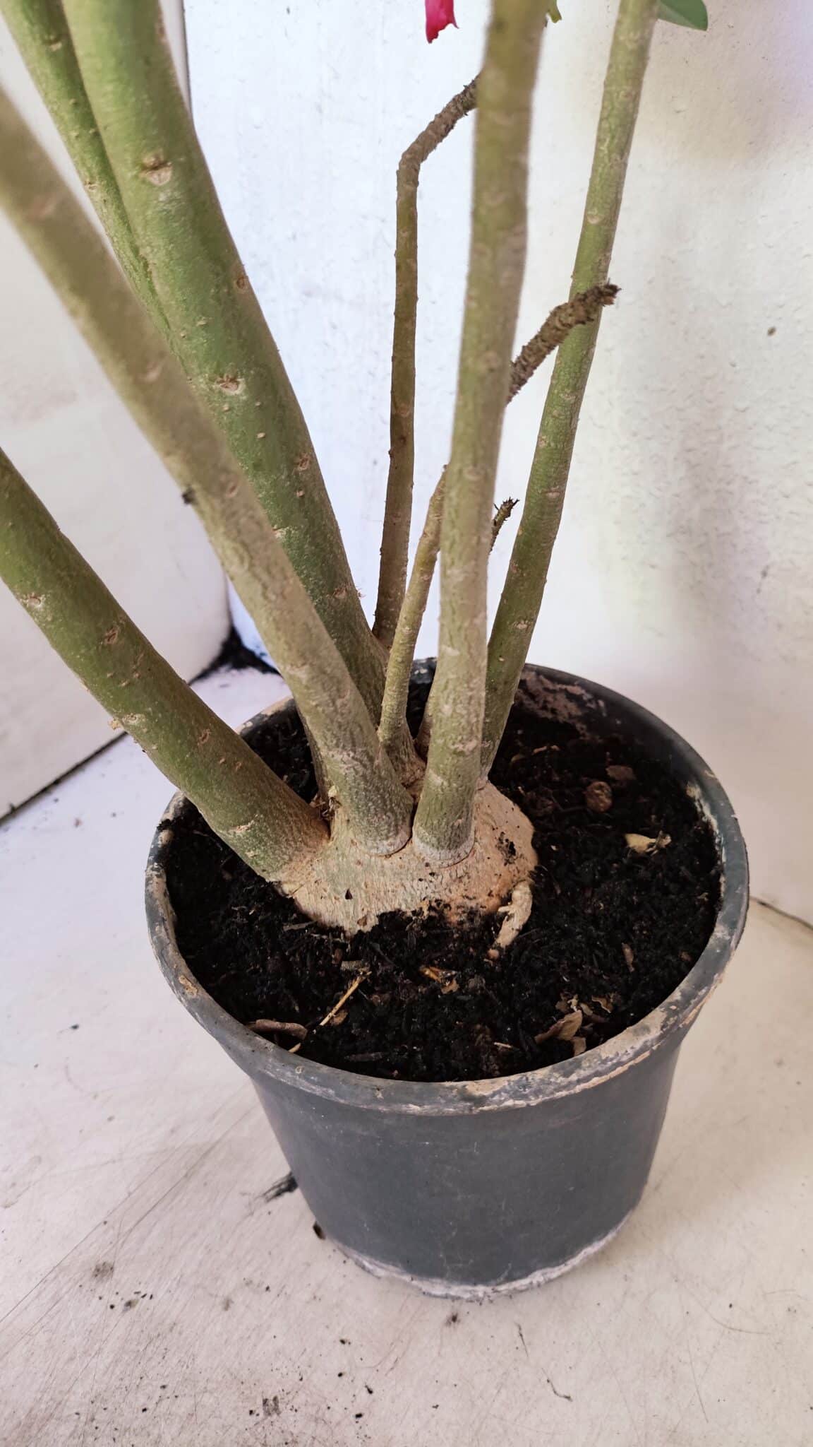 Planta Dobrada 3611 – 45cm – 03 anos - foto 5