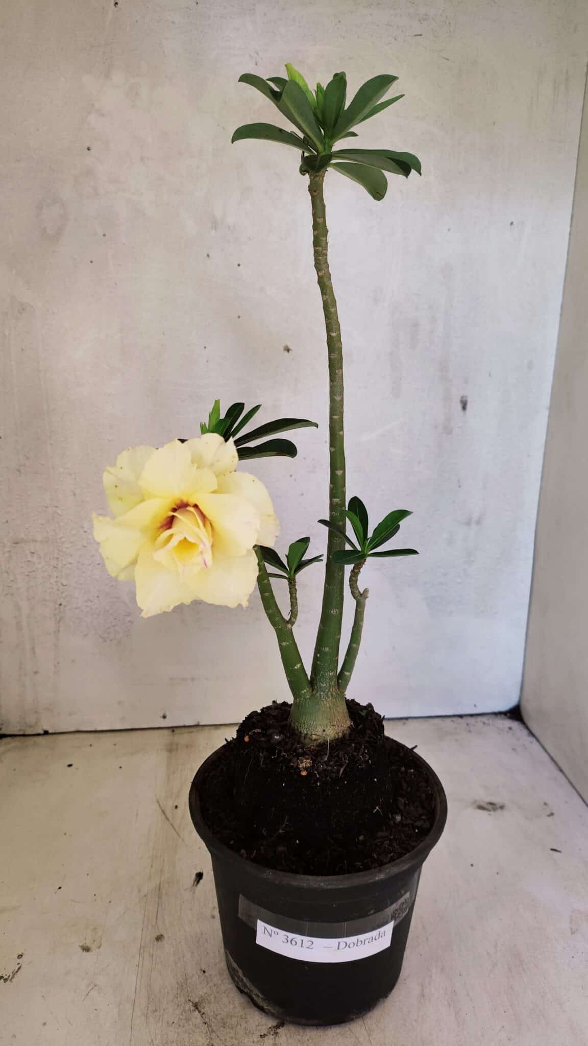 Planta Dobrada 3612 – 35cm – 03 anos - foto 2