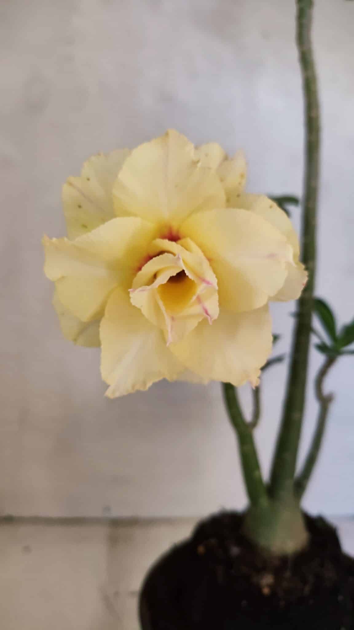 Planta Dobrada 3612 – 35cm – 03 anos - foto 3