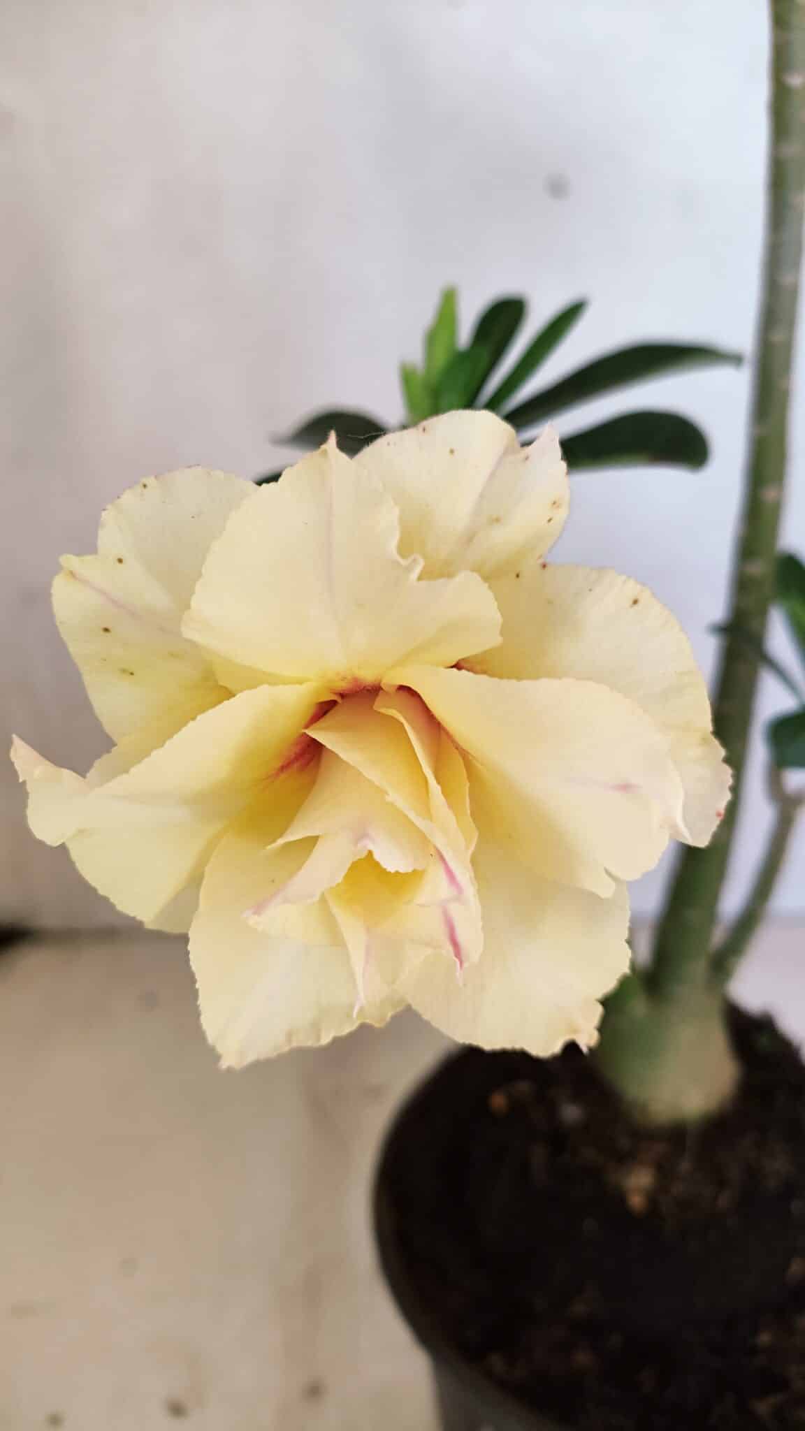 Planta Dobrada 3612 – 35cm – 03 anos - foto 4