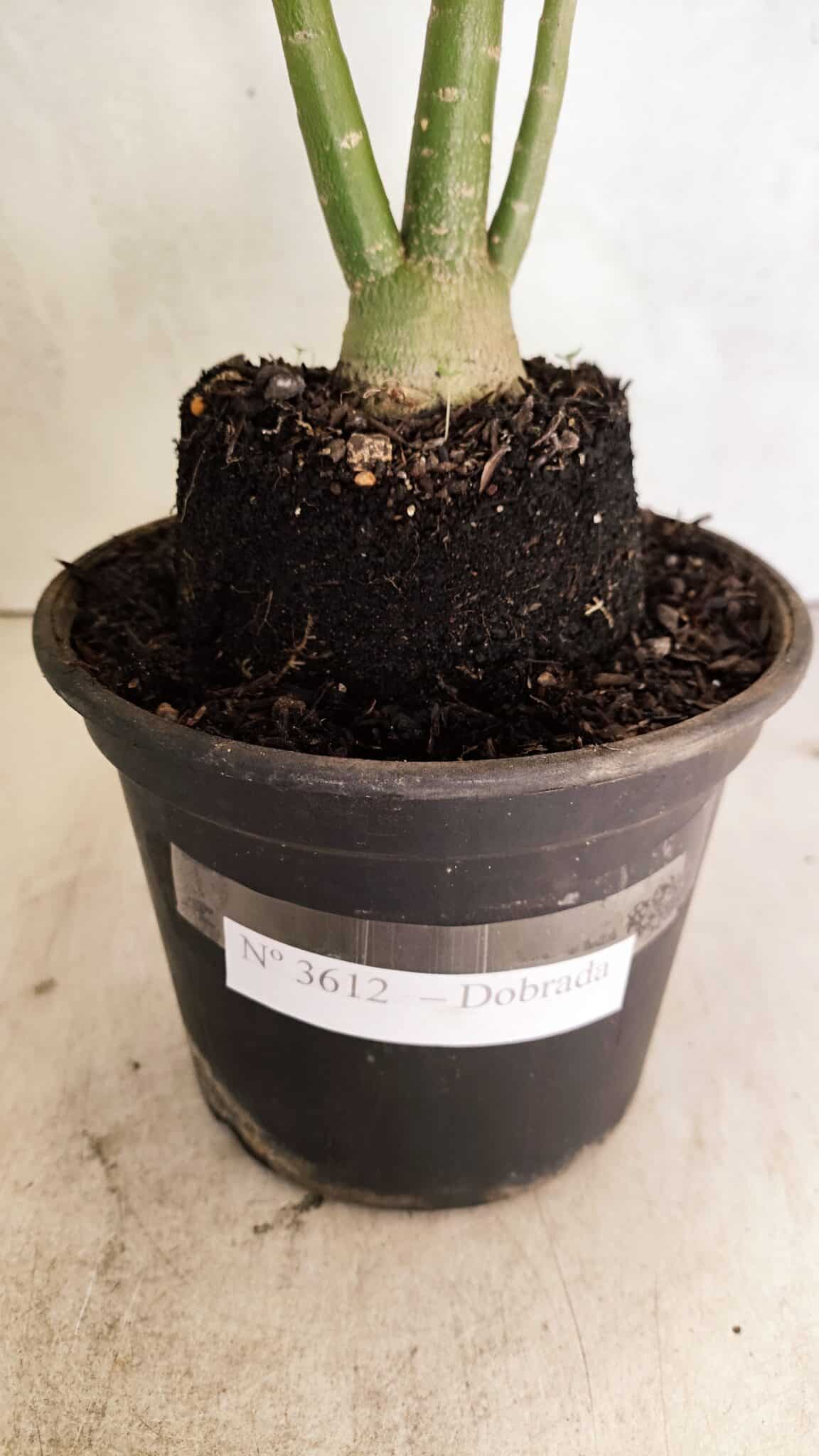Planta Dobrada 3612 – 35cm – 03 anos - foto 8