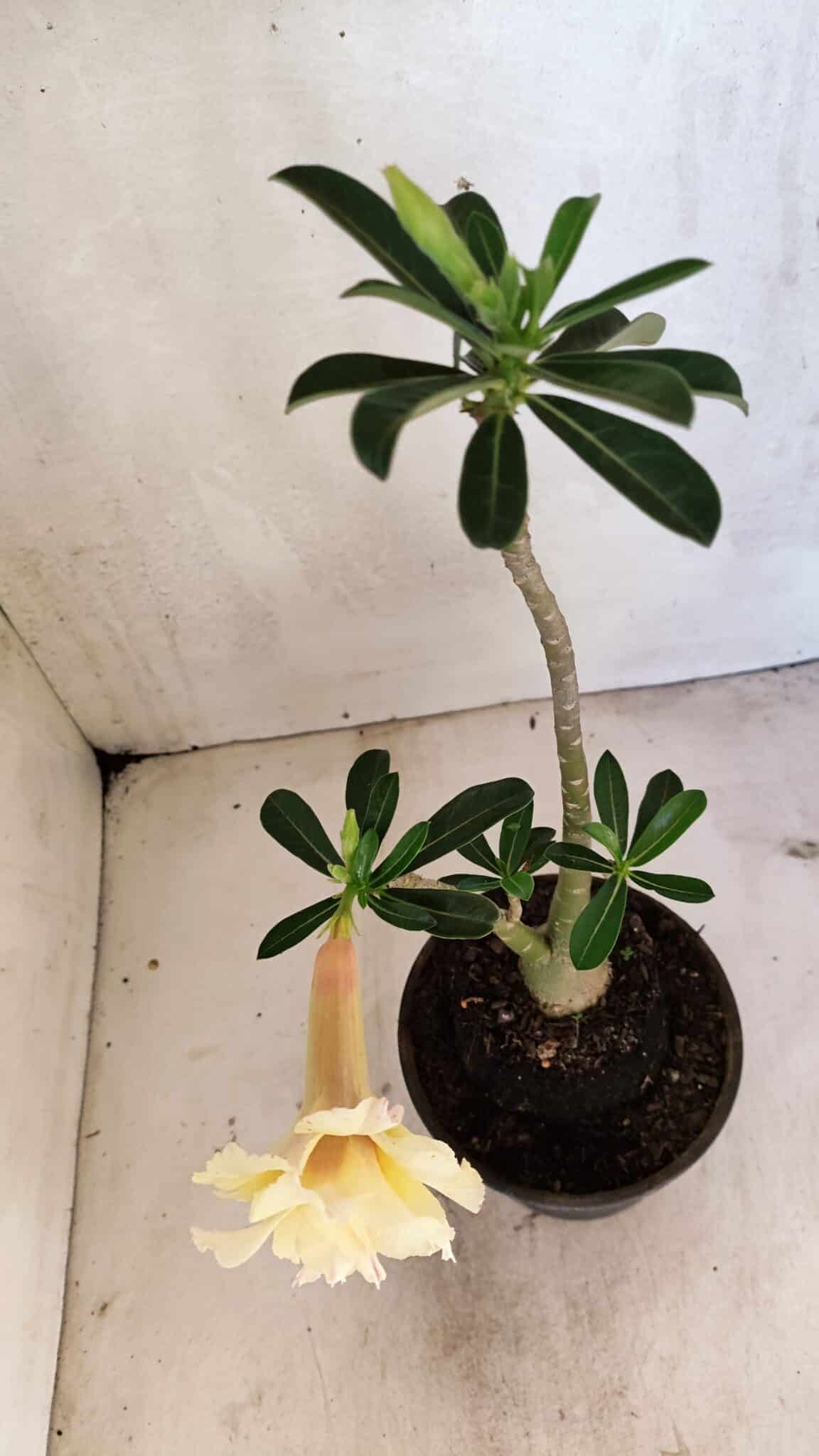 Planta Dobrada 3612 – 35cm – 03 anos - foto 7