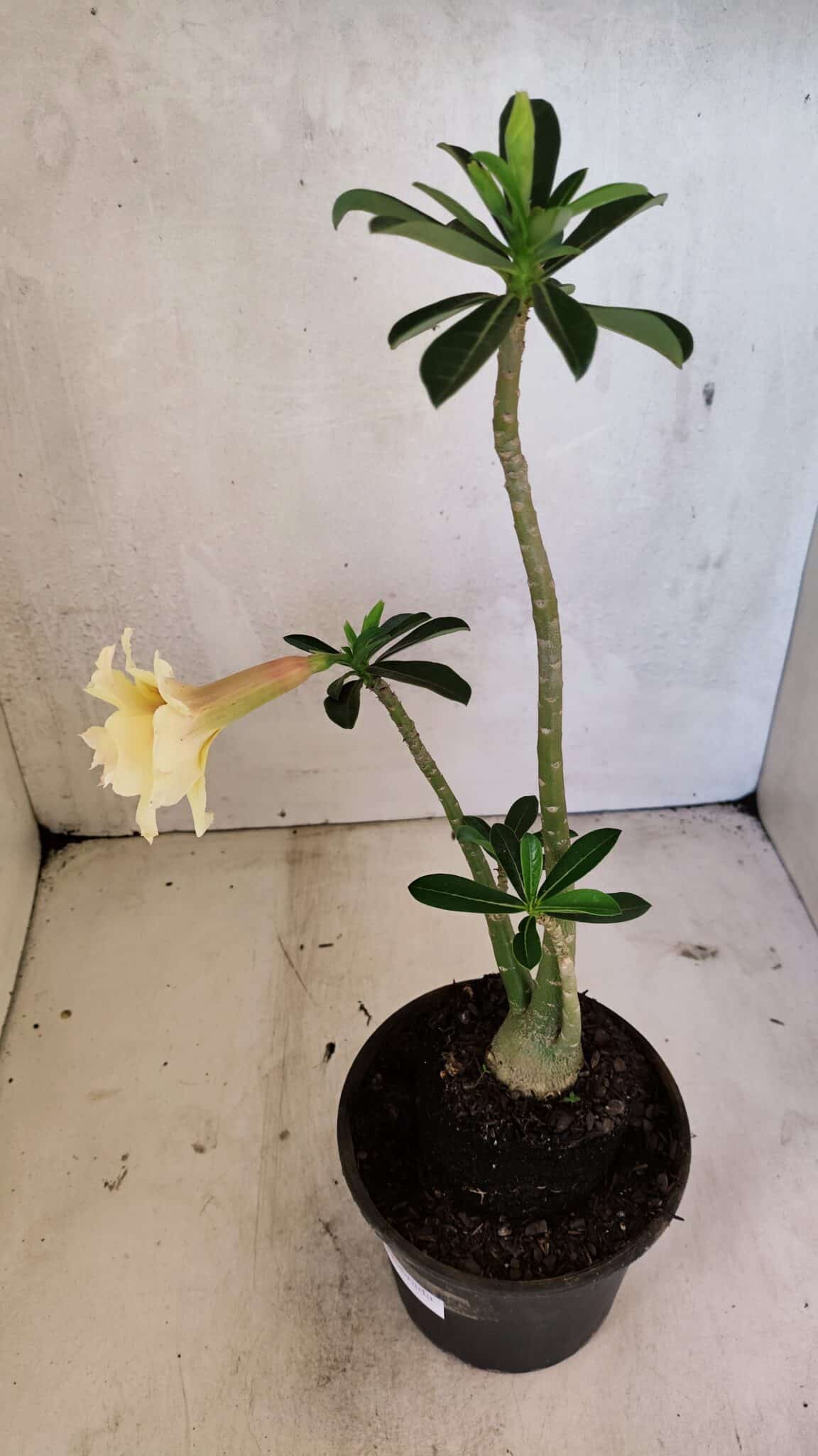 Planta Dobrada 3612 – 35cm – 03 anos - foto 6