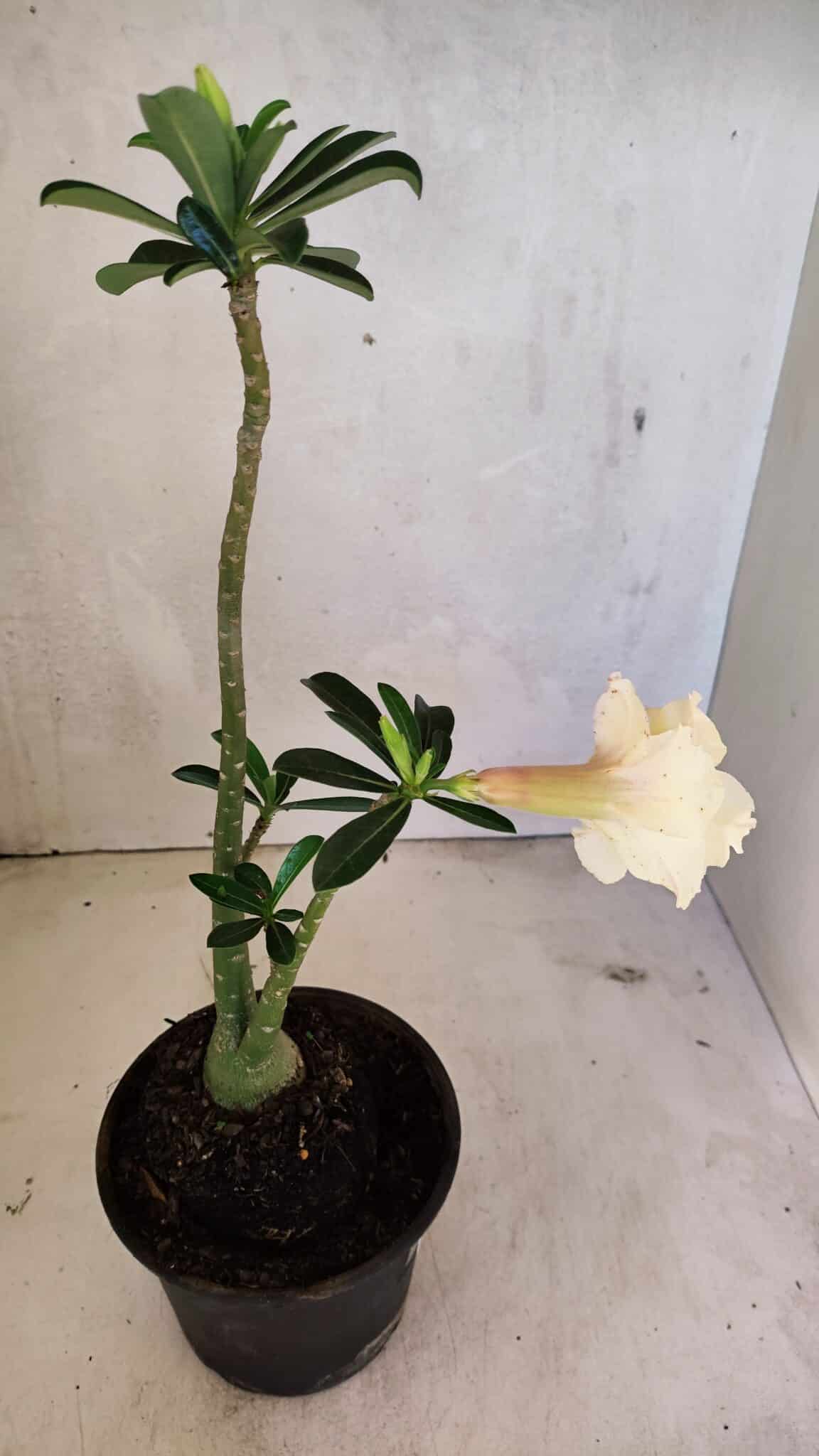 Planta Dobrada 3612 – 35cm – 03 anos - foto 5