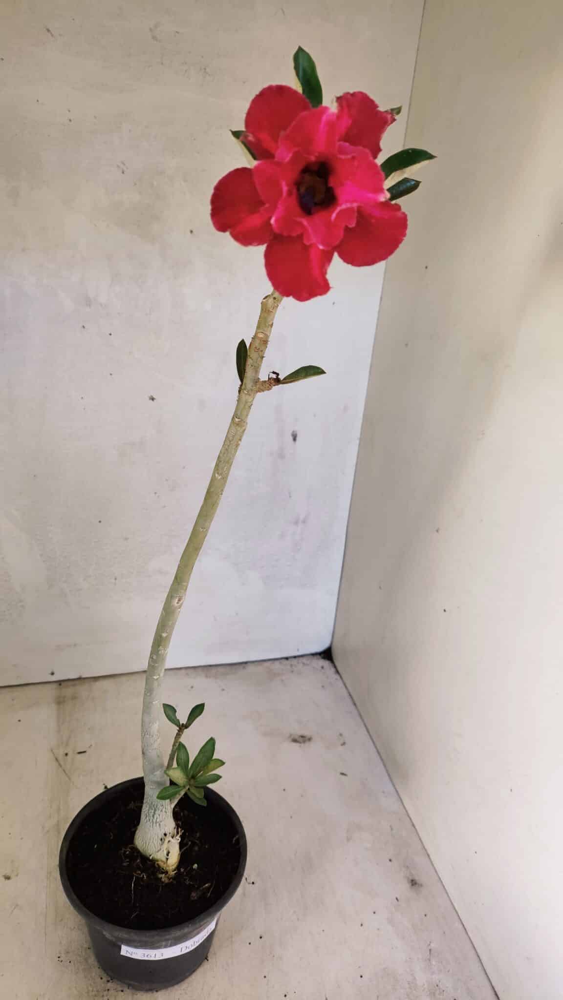 Planta Dobrada 3613 – 35cm – 03 anos - foto 2
