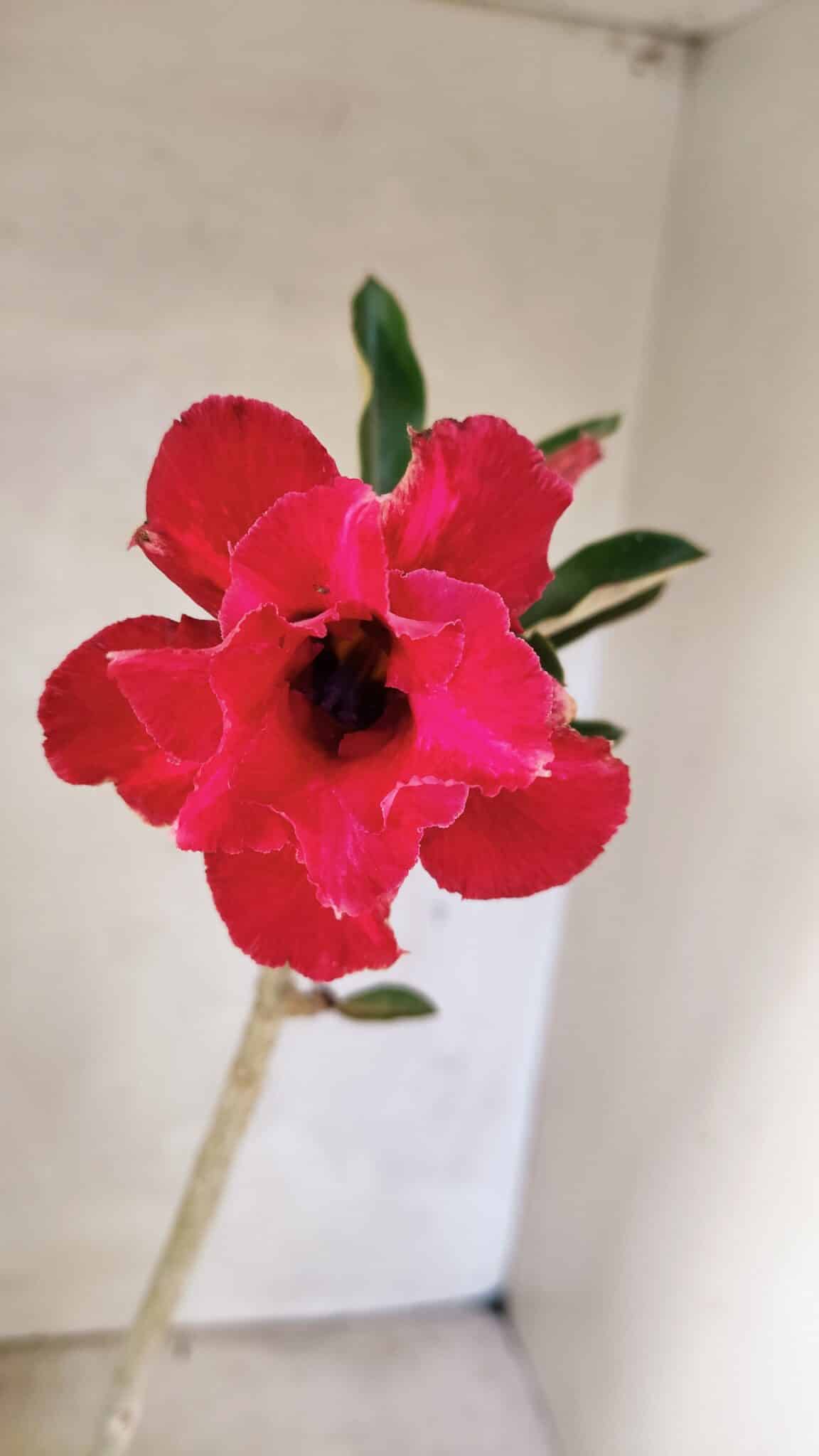 Planta Dobrada 3613 – 35cm – 03 anos - foto 3